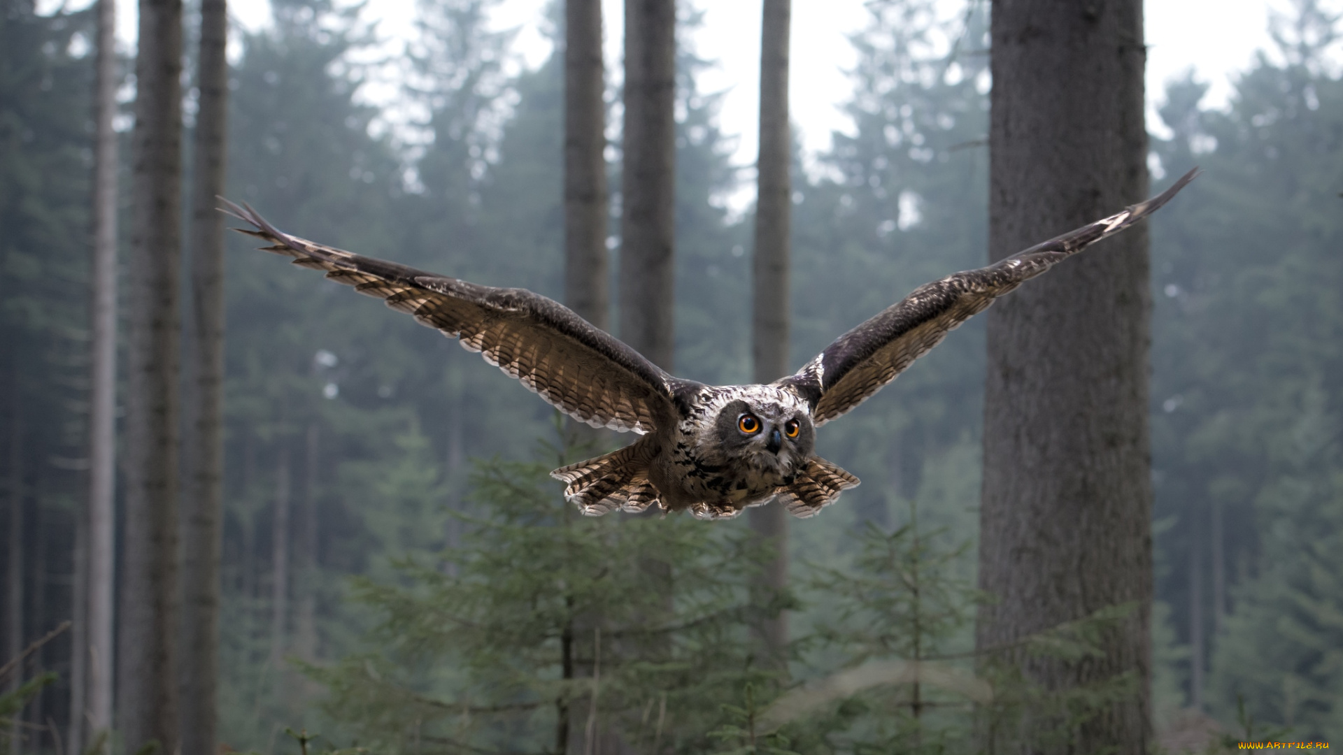 животные, совы, полет