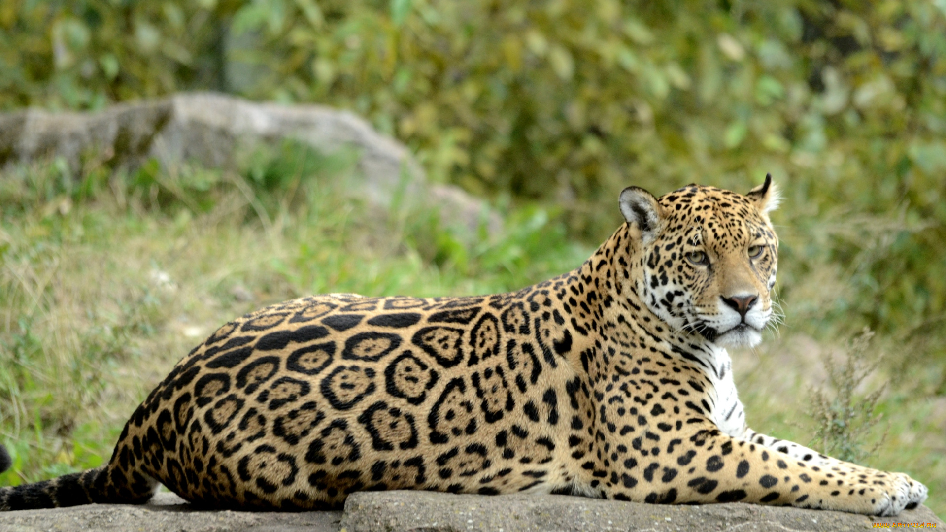 животные, Ягуары, кошка