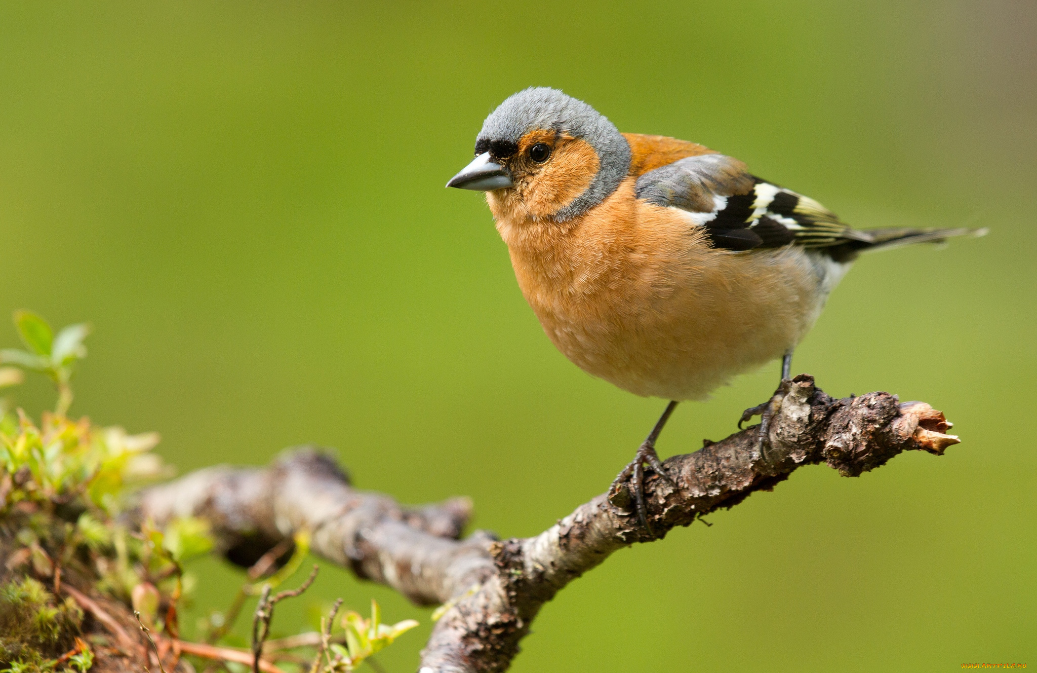 животные, птицы, зяблик, ветка