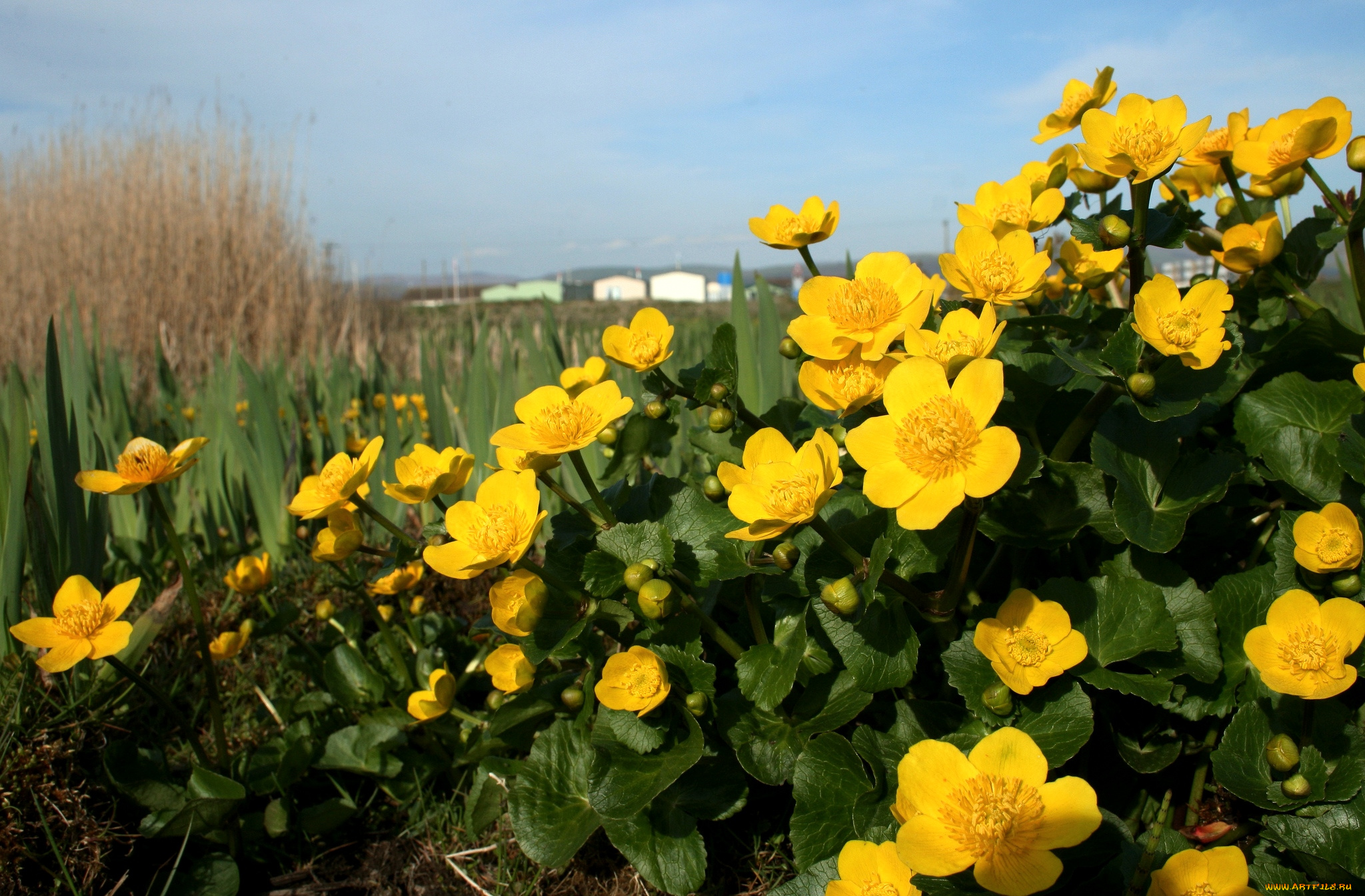 цветы, калужницы, лютики, калужница, желтый