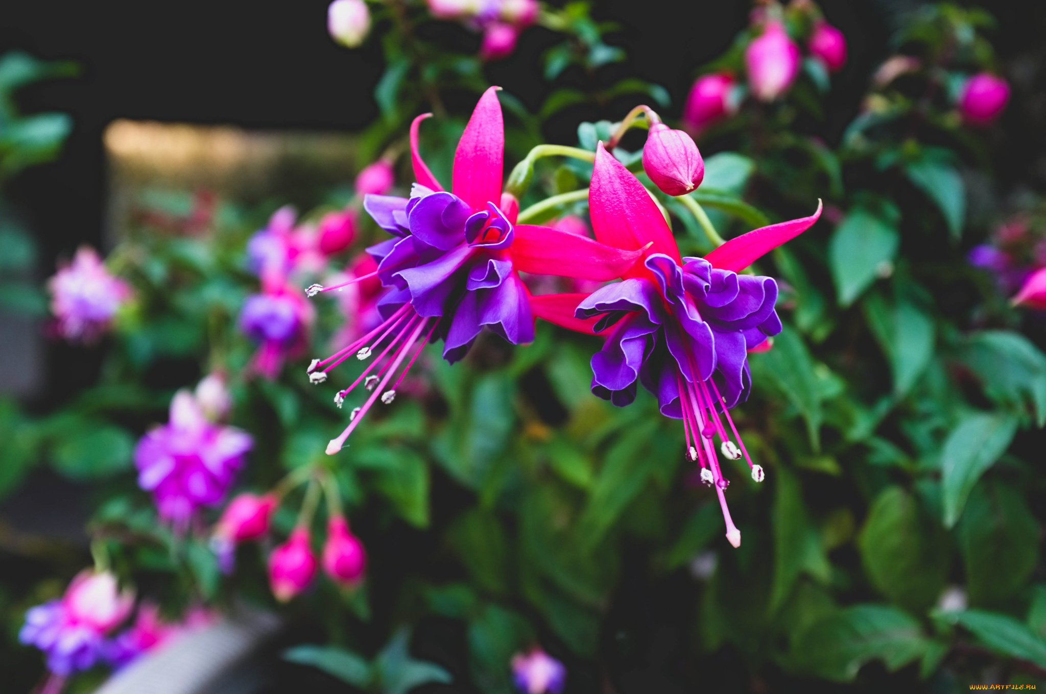 цветы, фуксия, лиловый