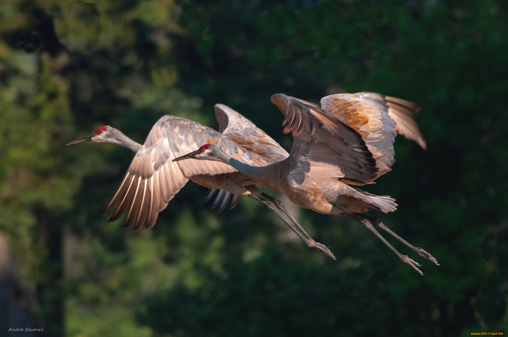 животные, журавли, пара, полет