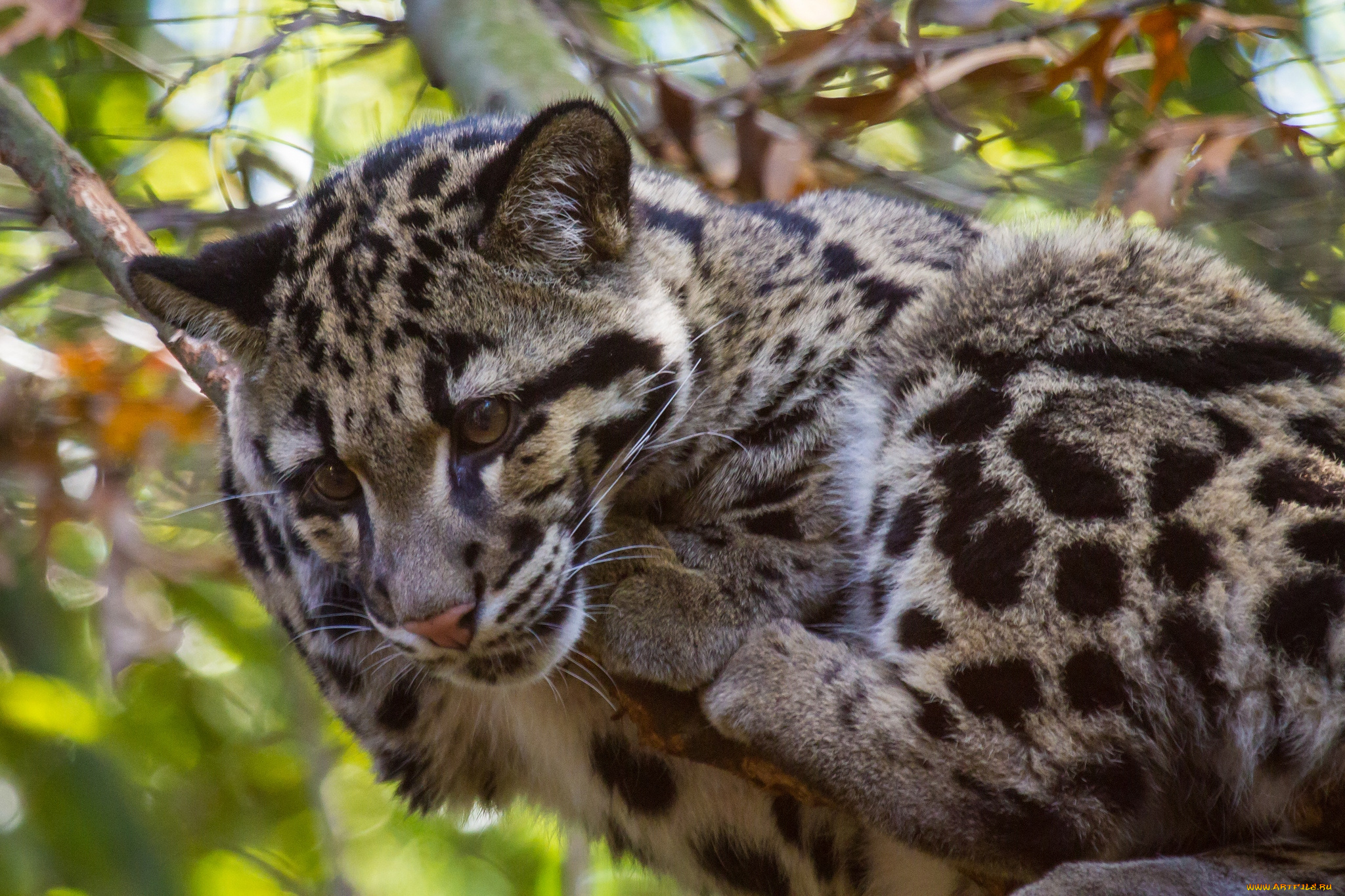 животные, леопарды, дымчатый, леопард, пятна