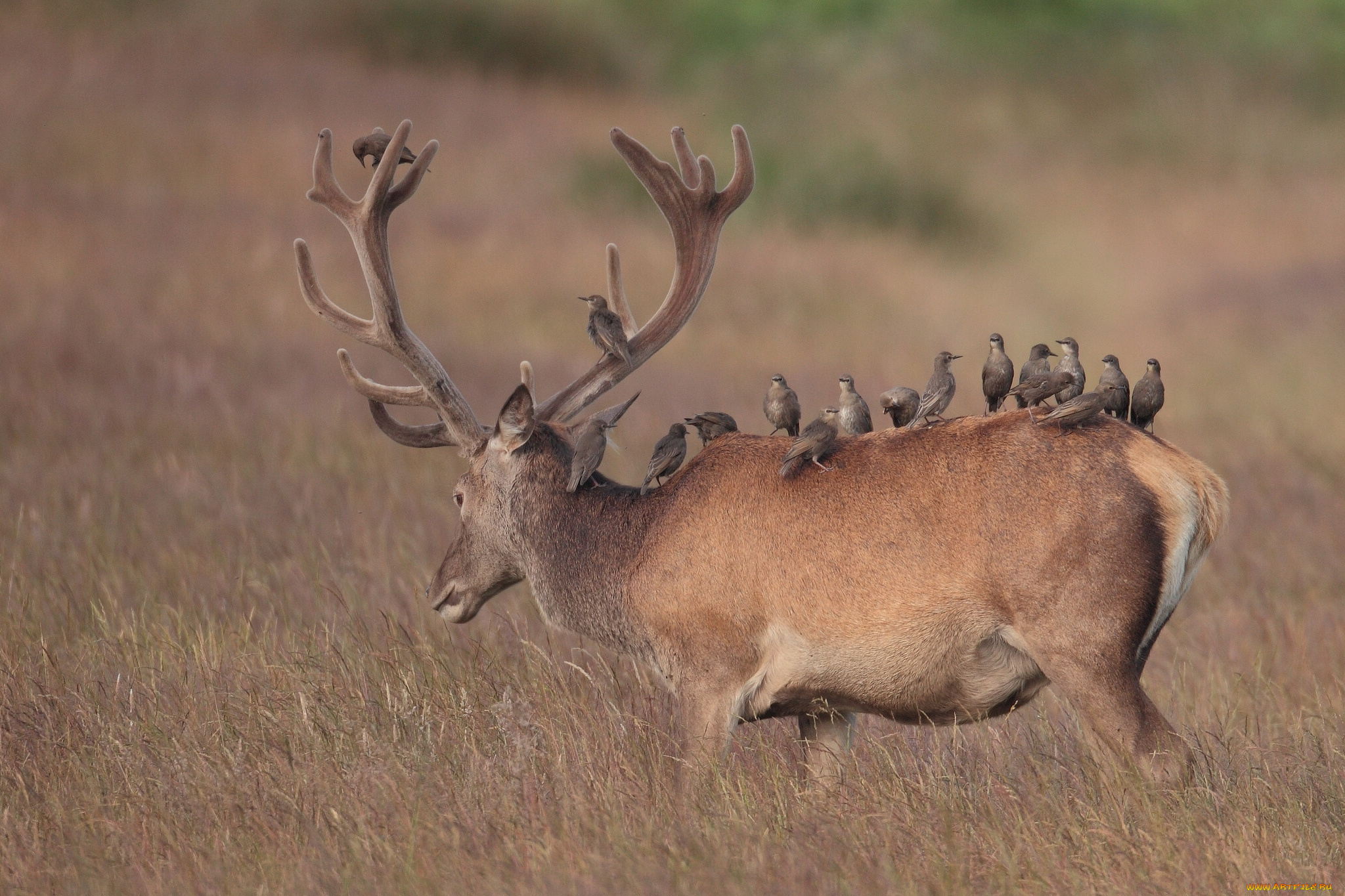 животные, разные, вместе, скворцы, птицы, олень
