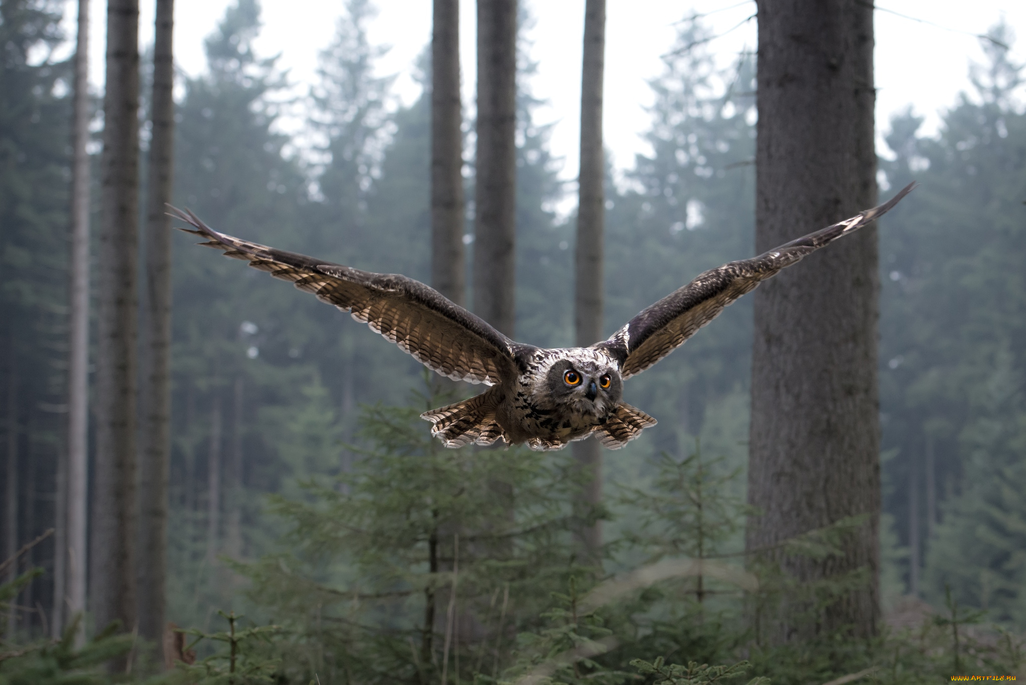 животные, совы, полет