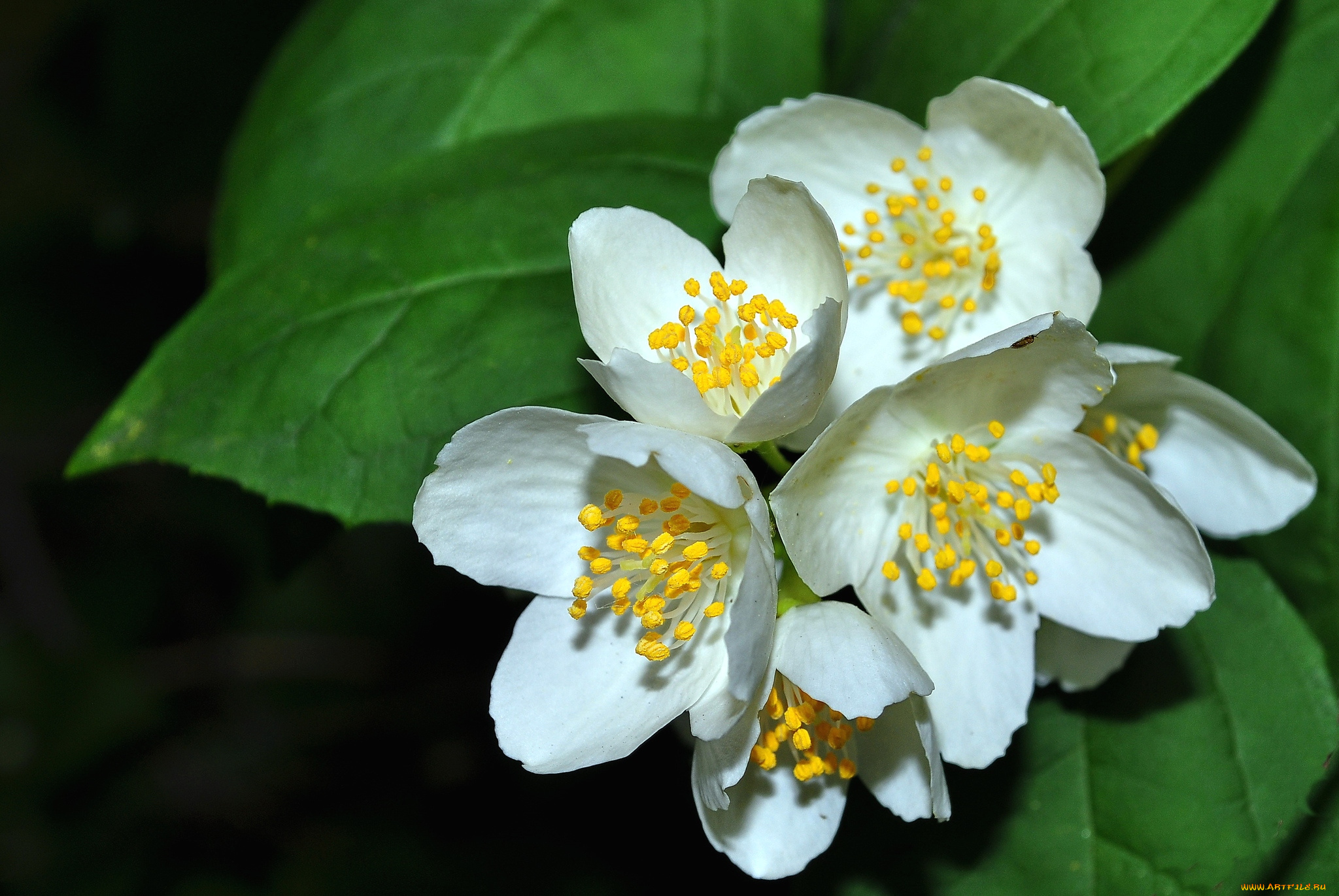 цветы, жасмин, куст