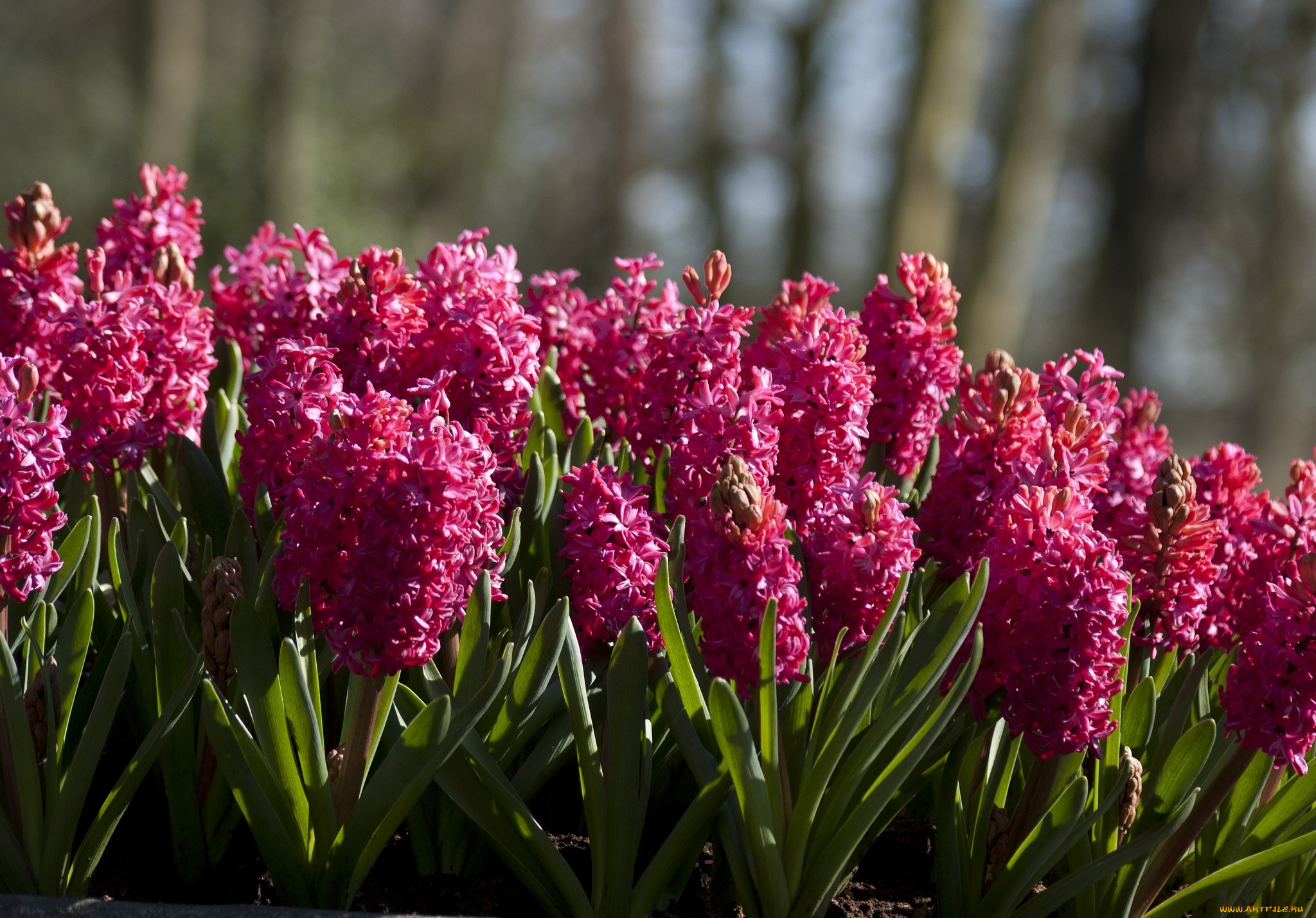 цветы, гиацинты, малиновый