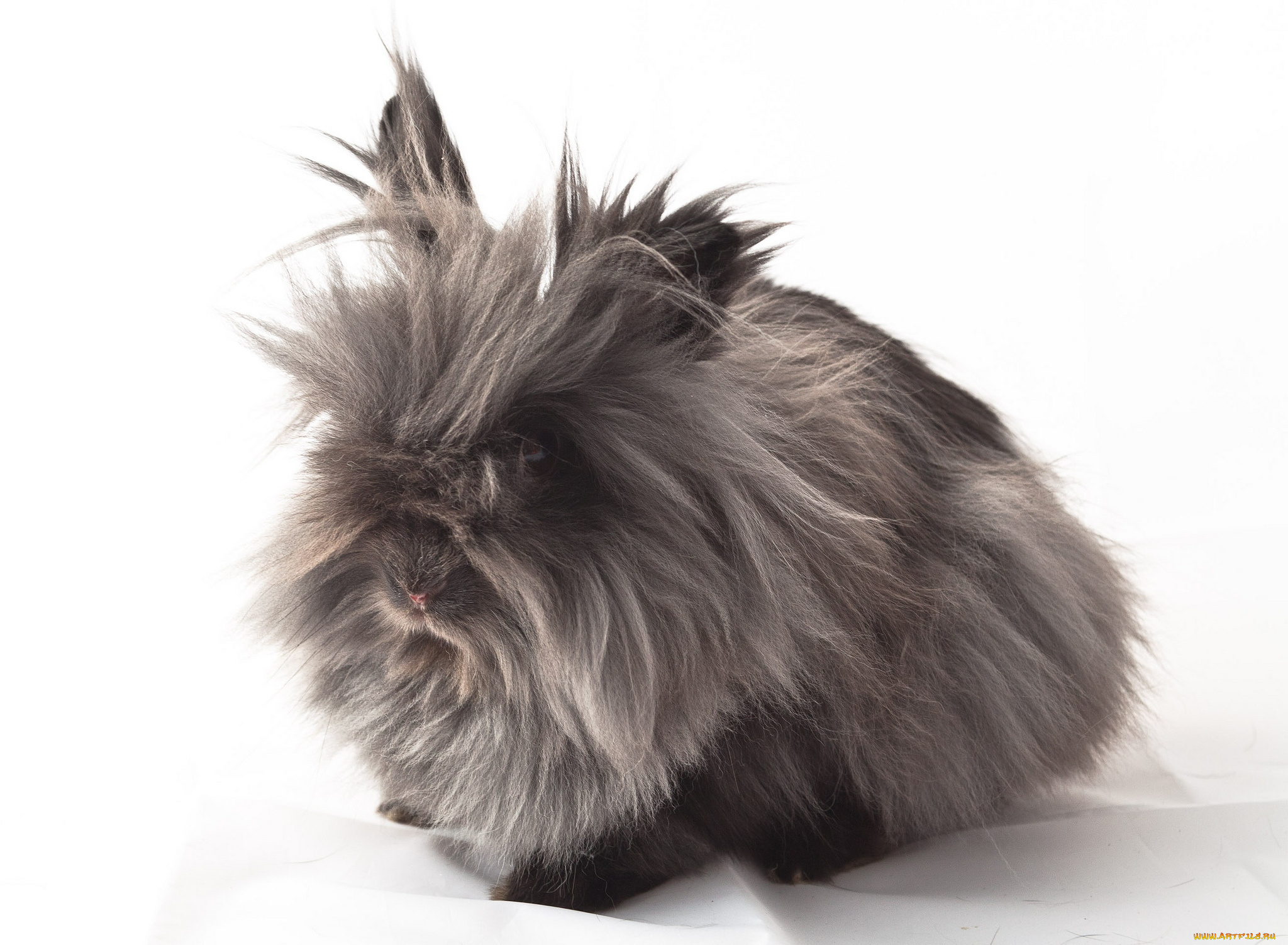 животные, кролики, зайцы, мохнатый