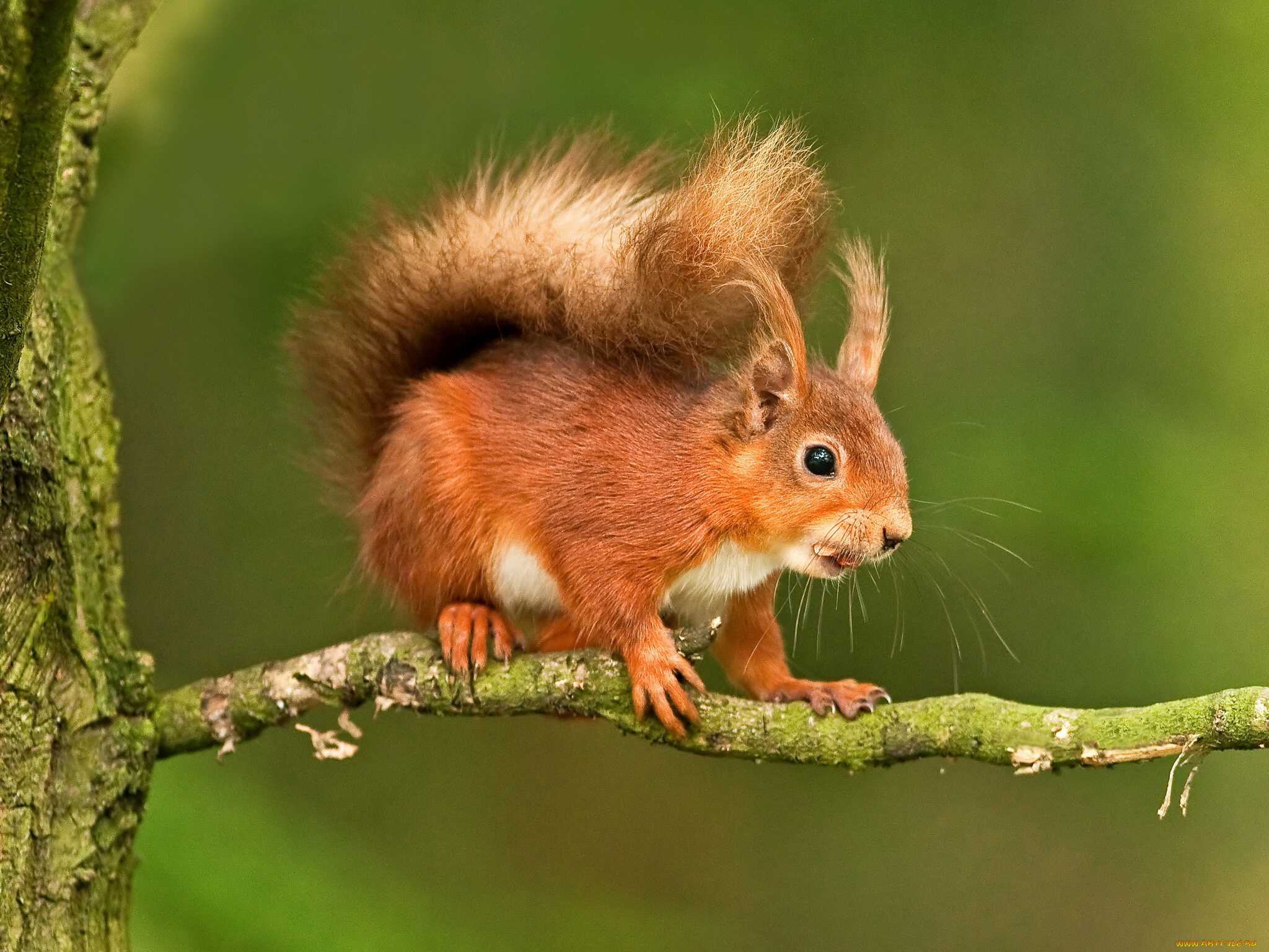 животные, белки, ветка, рыжая