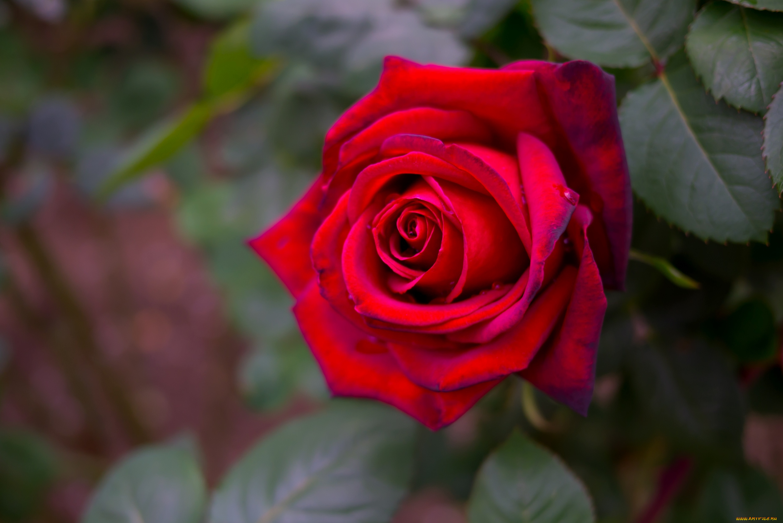 цветы, розы, красный