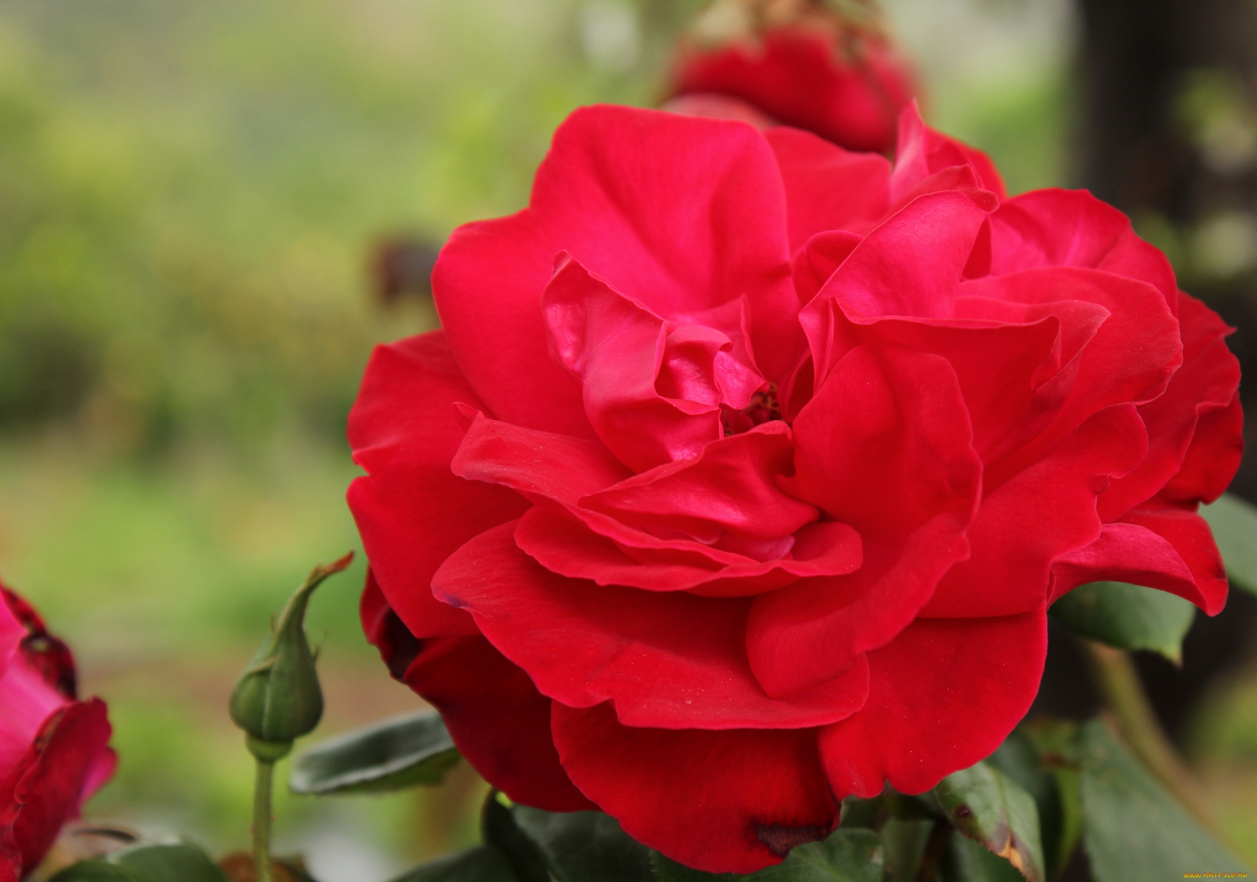 цветы, розы, макро