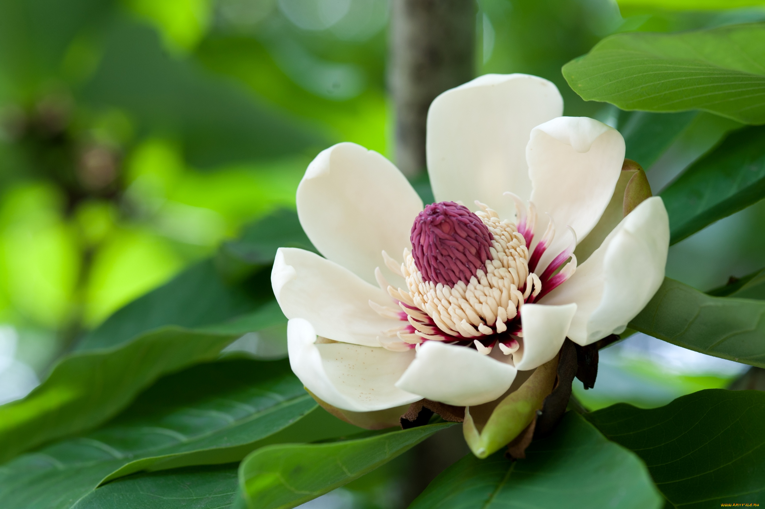 цветы, магнолии, макро, лепестки