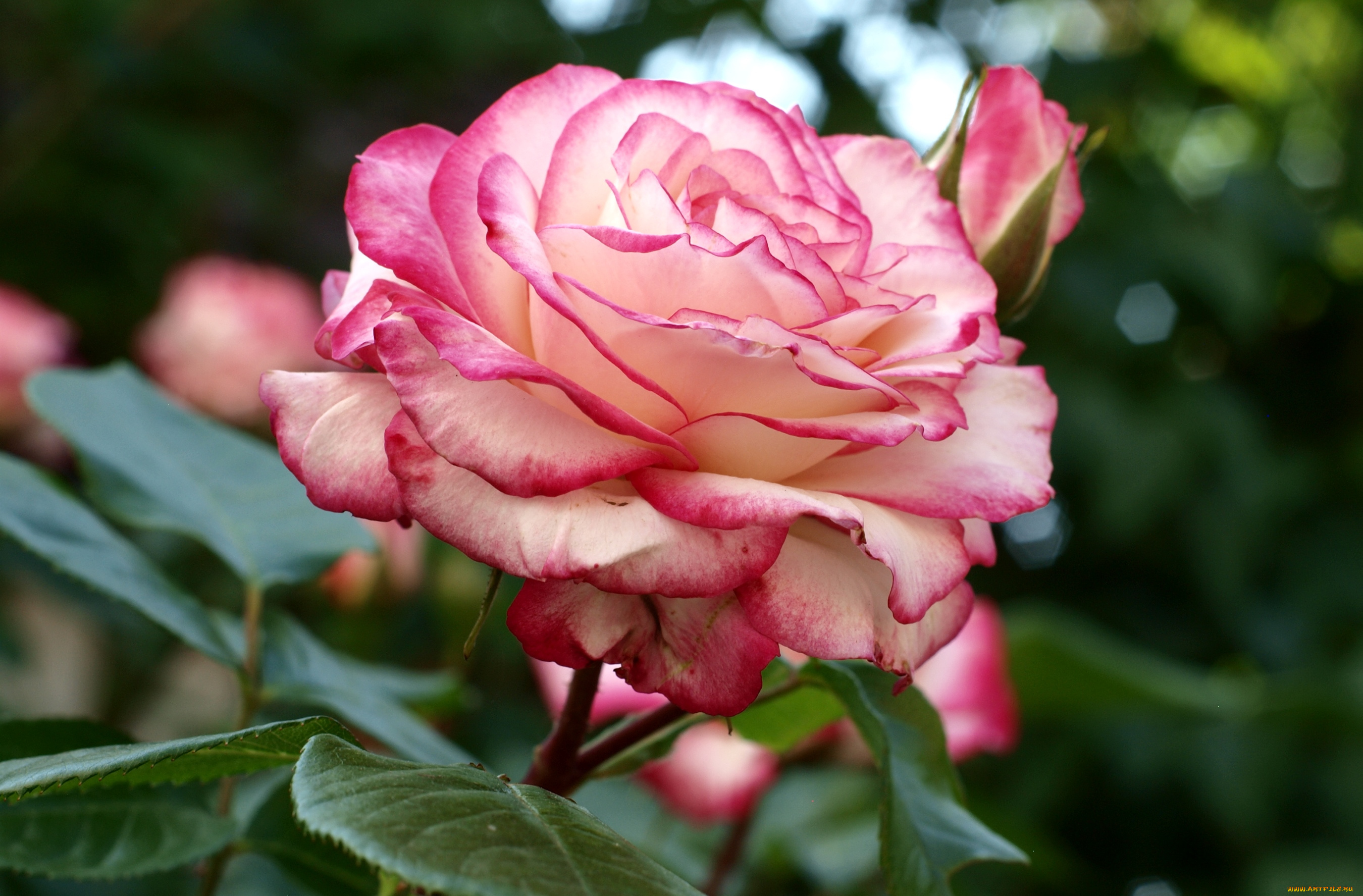 цветы, розы, пестрая, королева