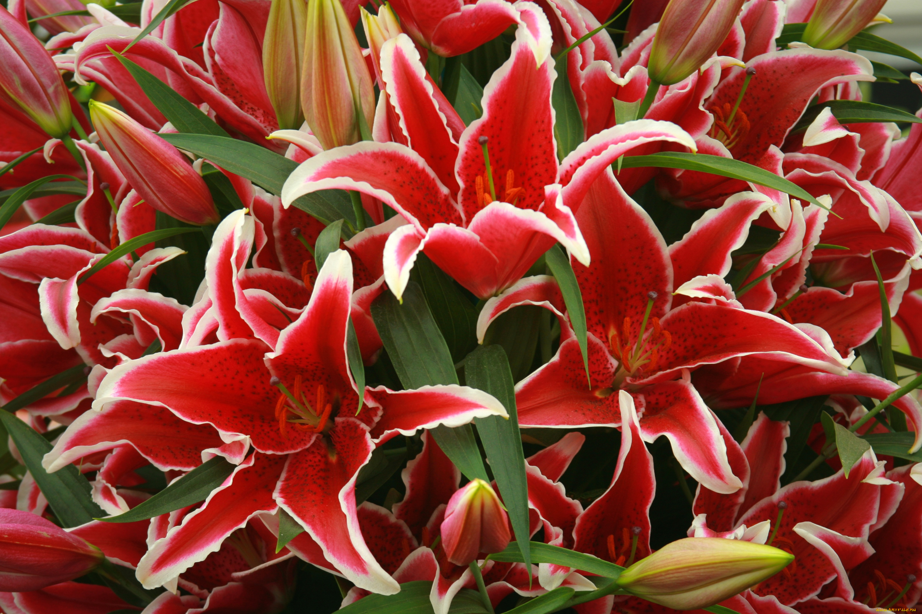 цветы, лилии, лилейники, много, красные