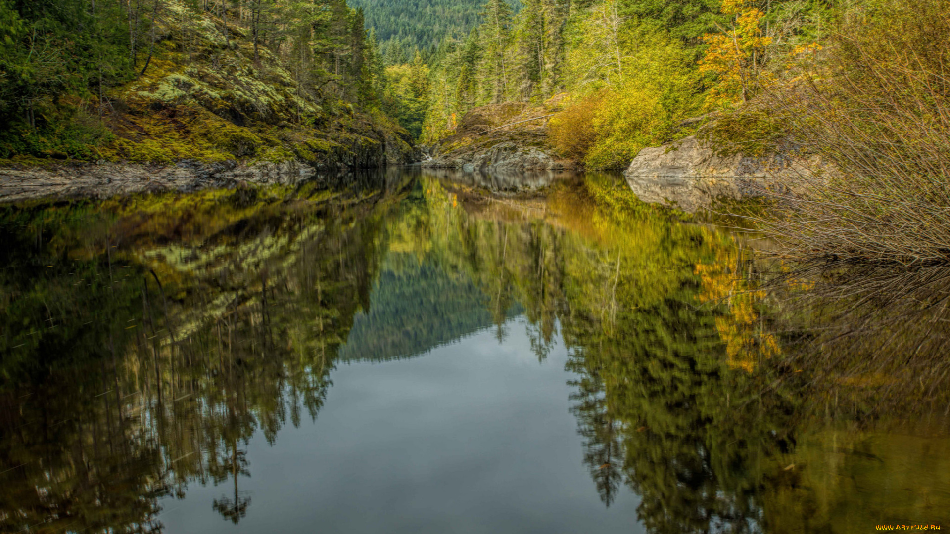 природа, реки, озера, лес, река