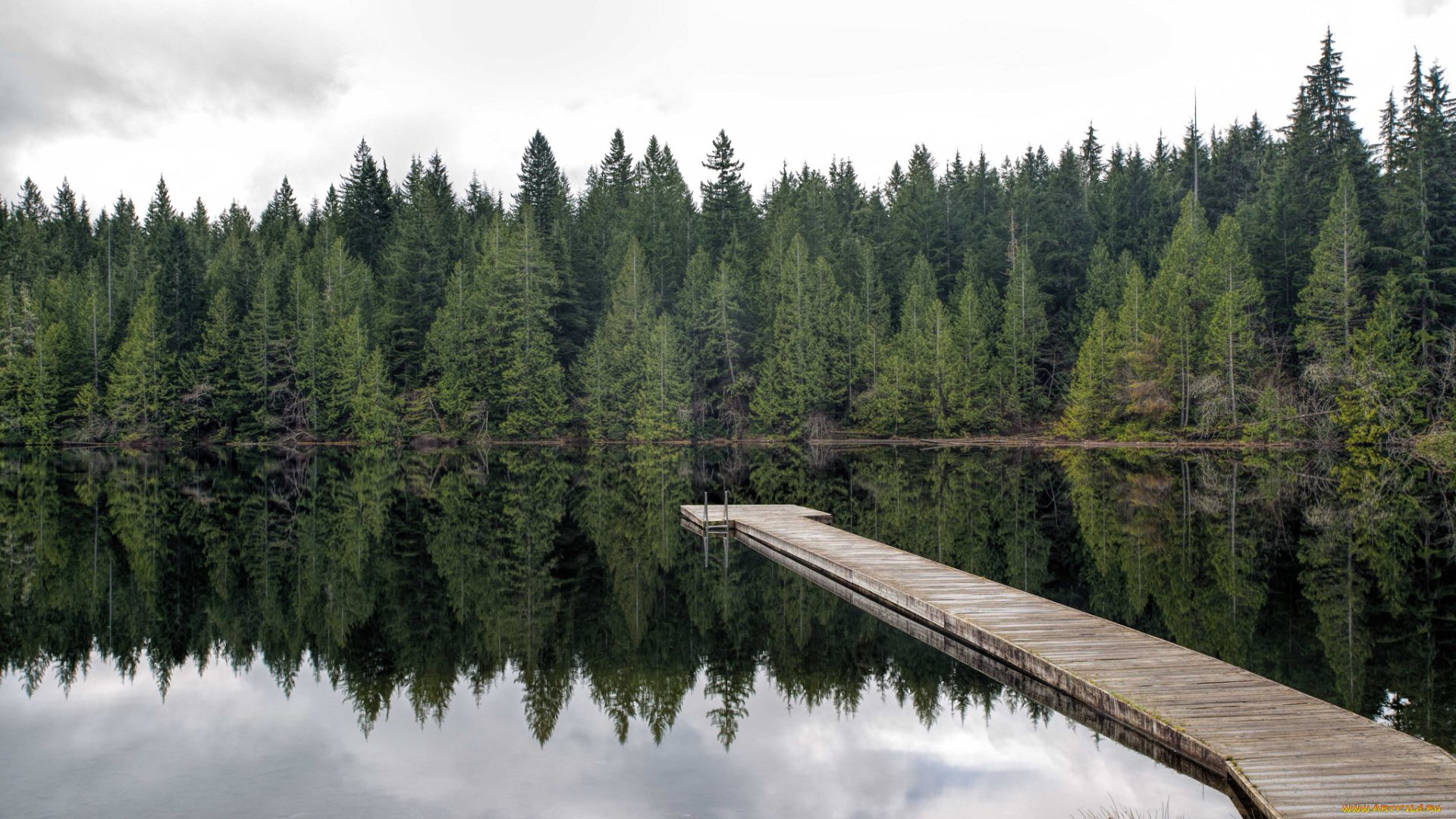 природа, реки, озера, река, лес