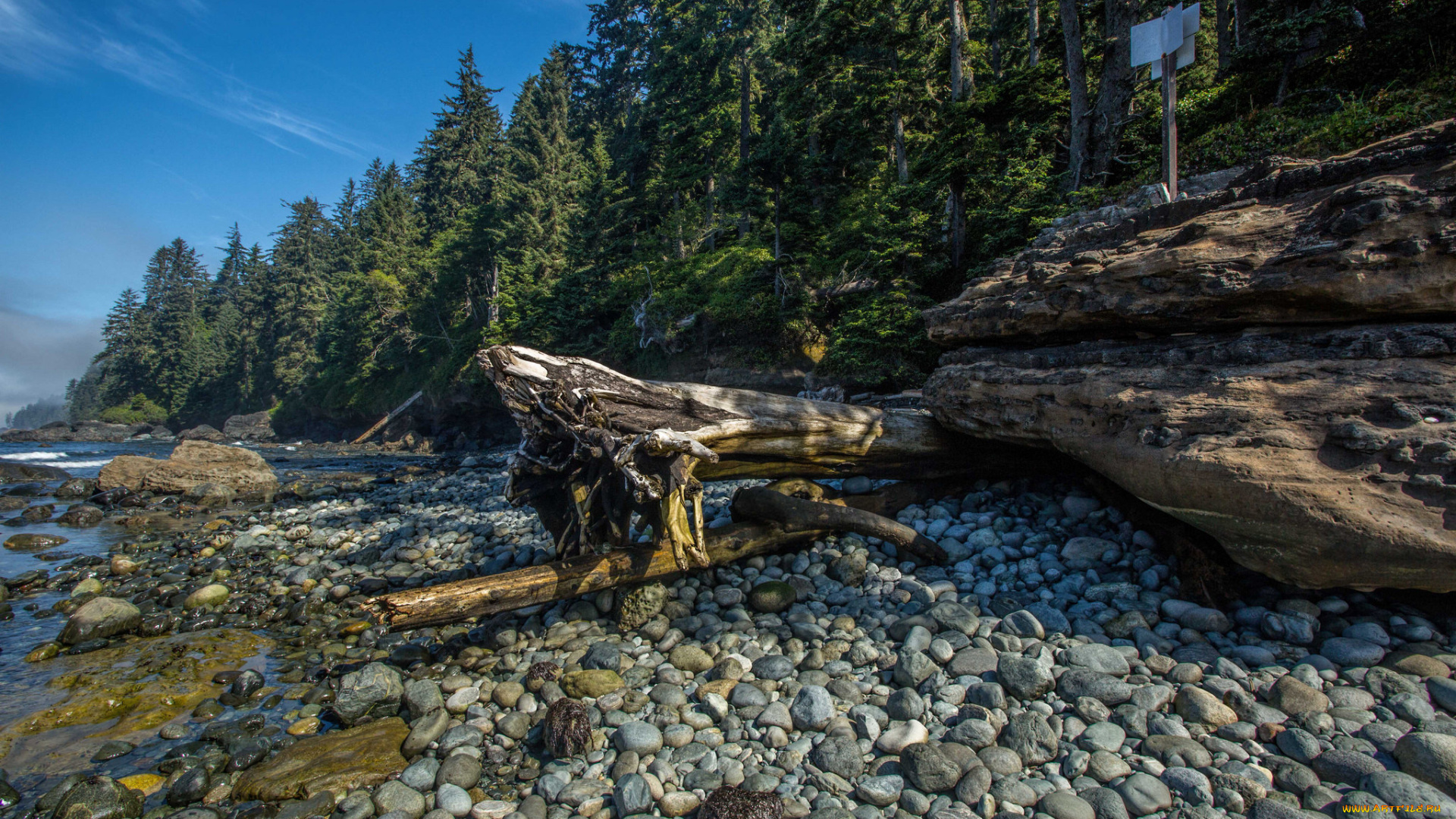 природа, реки, озера, река, лес