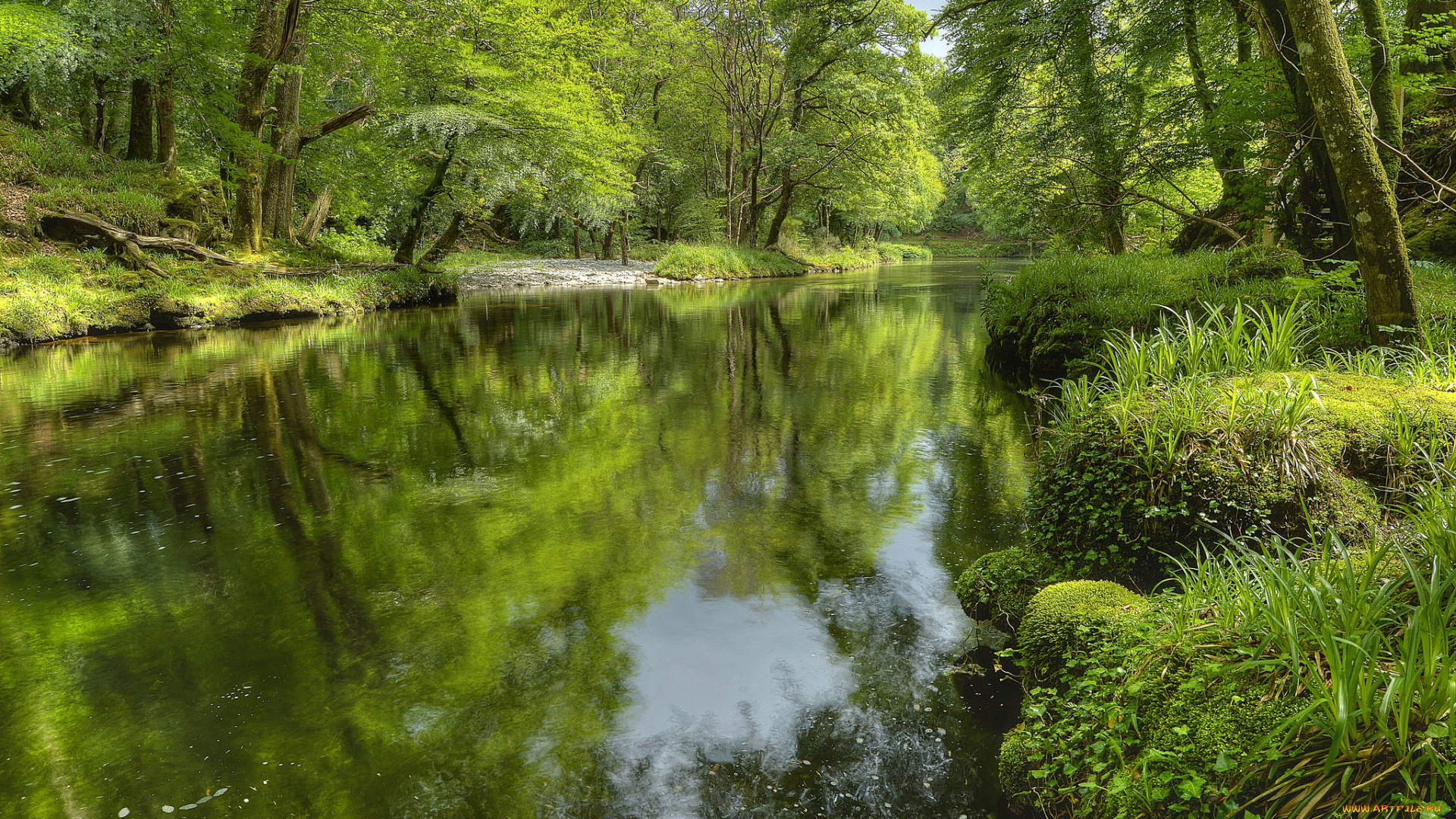 природа, реки, озера, река, лес