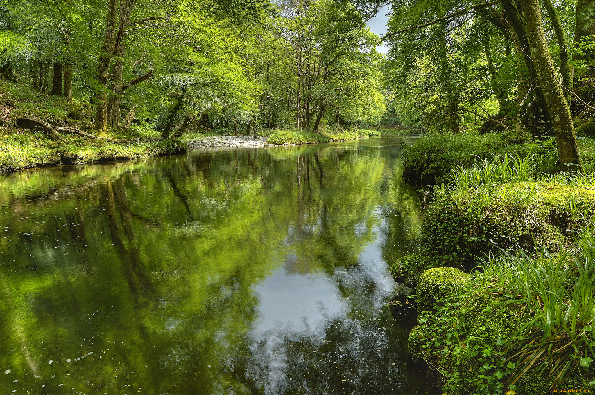 природа, реки, озера, река, лес