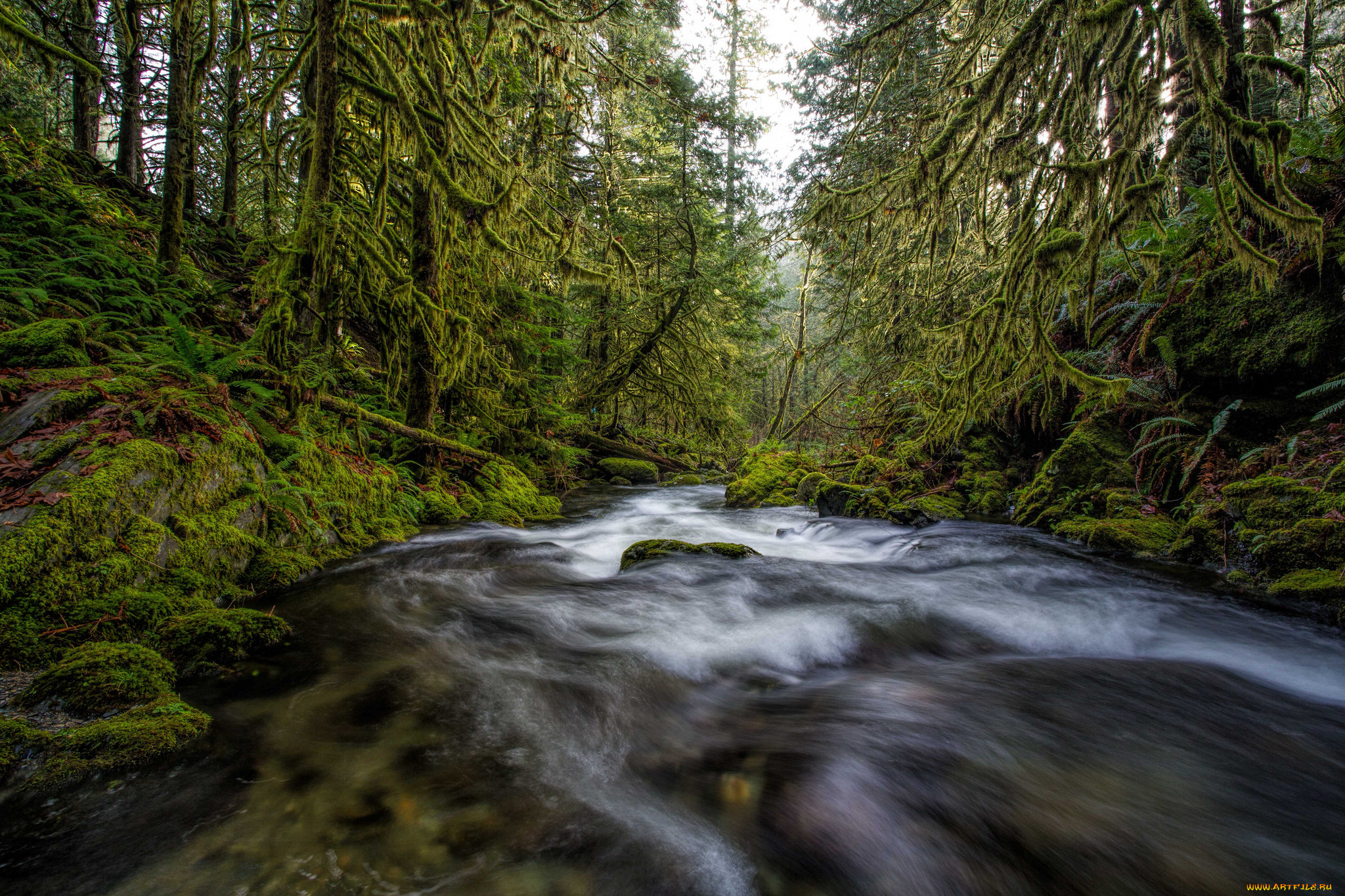 природа, реки, озера, река, лес