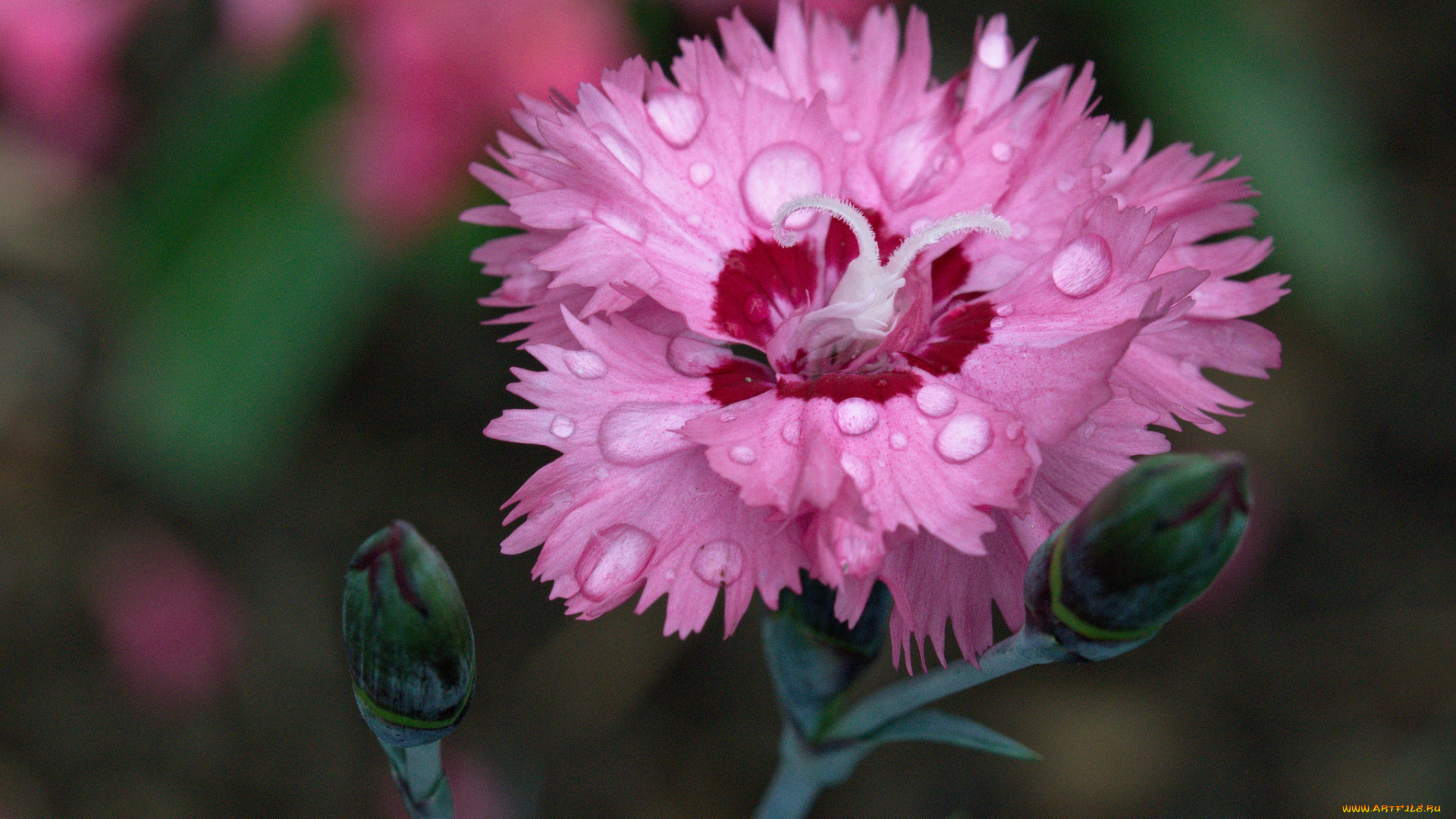 цветы, гвоздики, цветок, цветение, гвоздика, лепестки