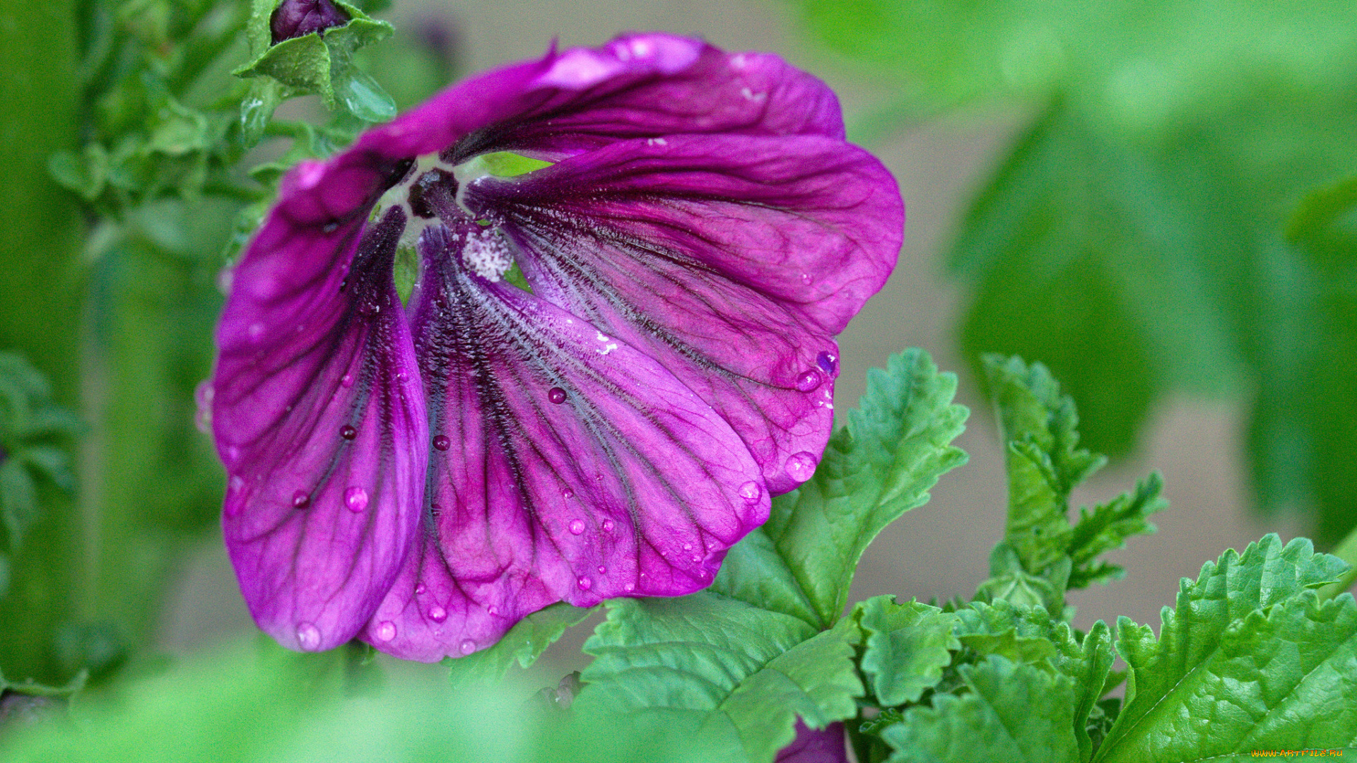цветы, лепестки, цветение
