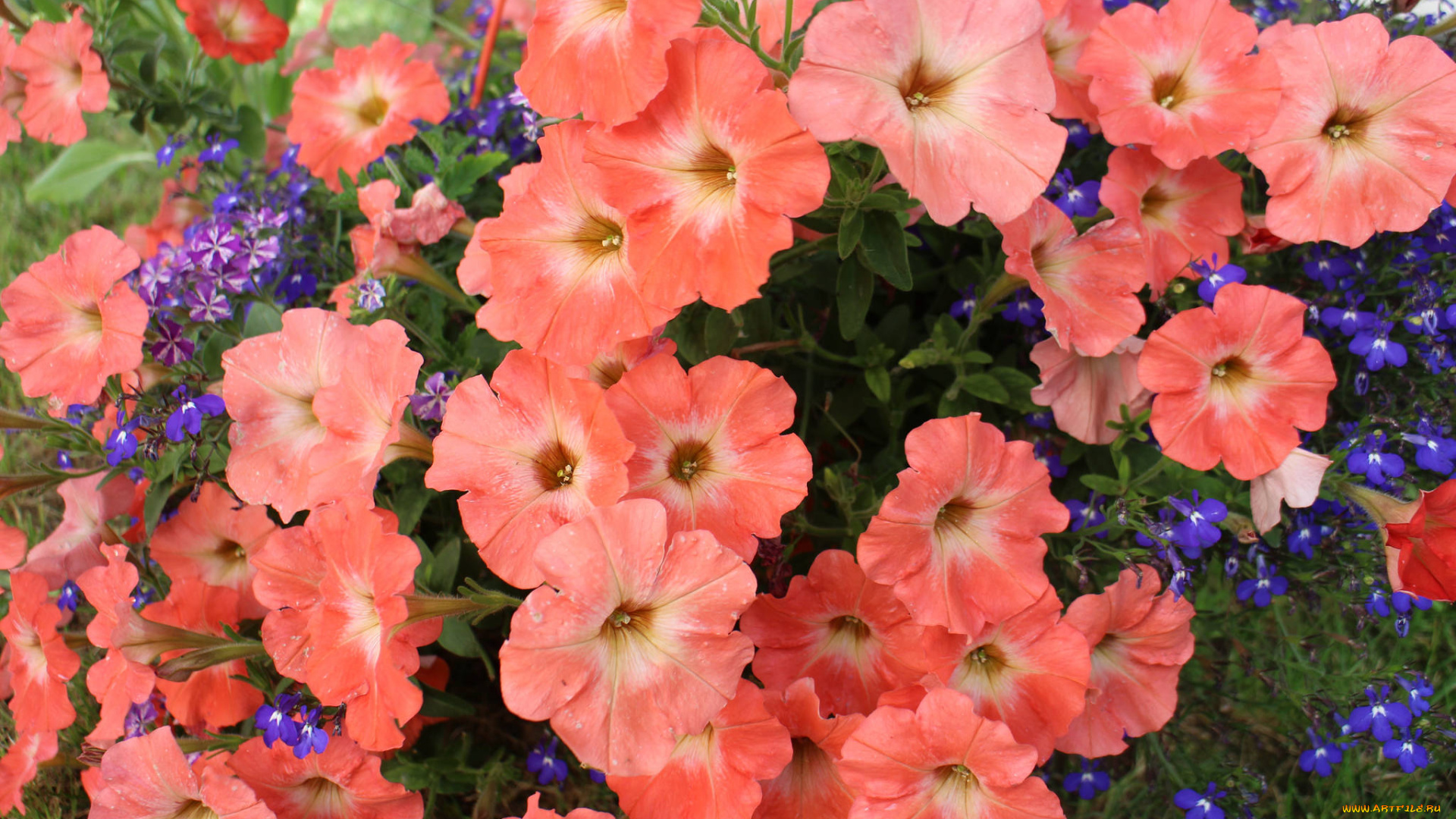 цветы, петунии, , калибрахоа, нежность, цветение, калибрахоа, бутон, петуния