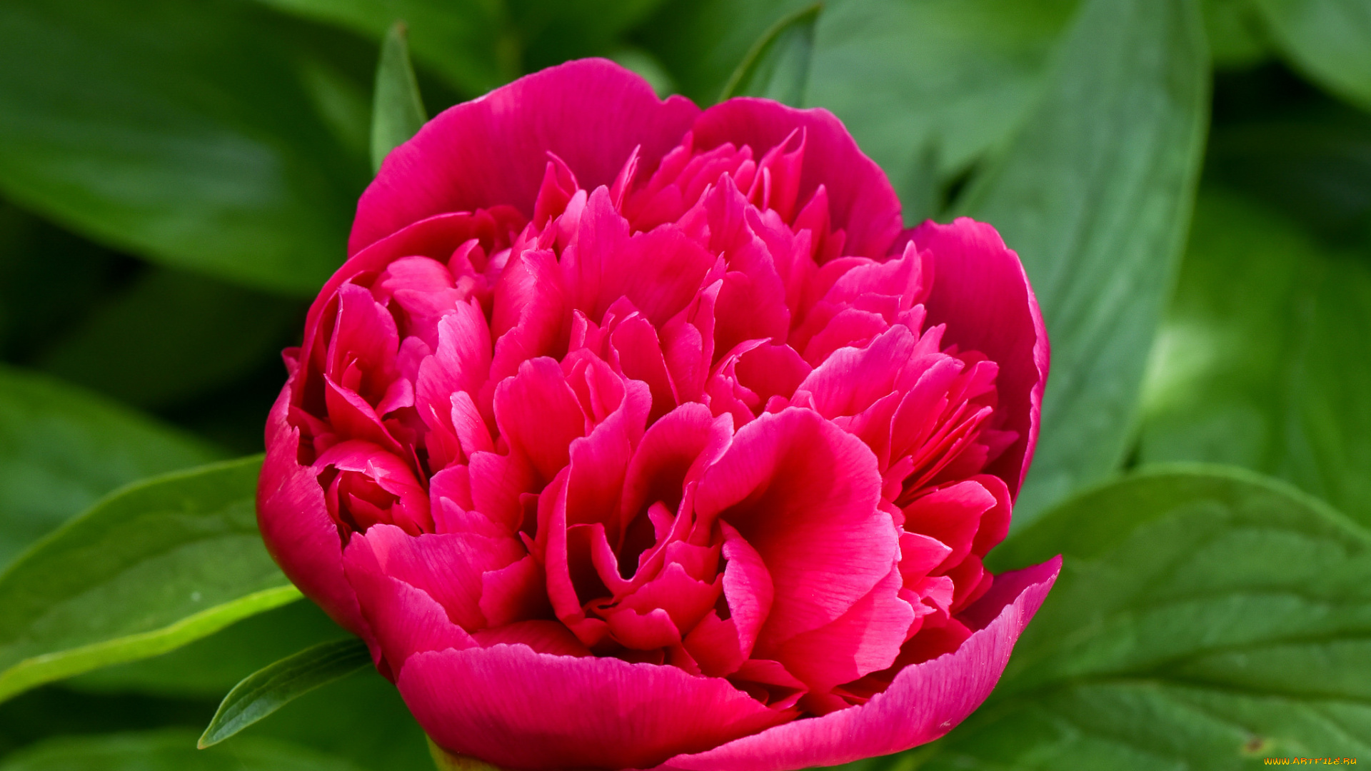 цветы, пионы, пион, бутон, лепестки, листья, цветение