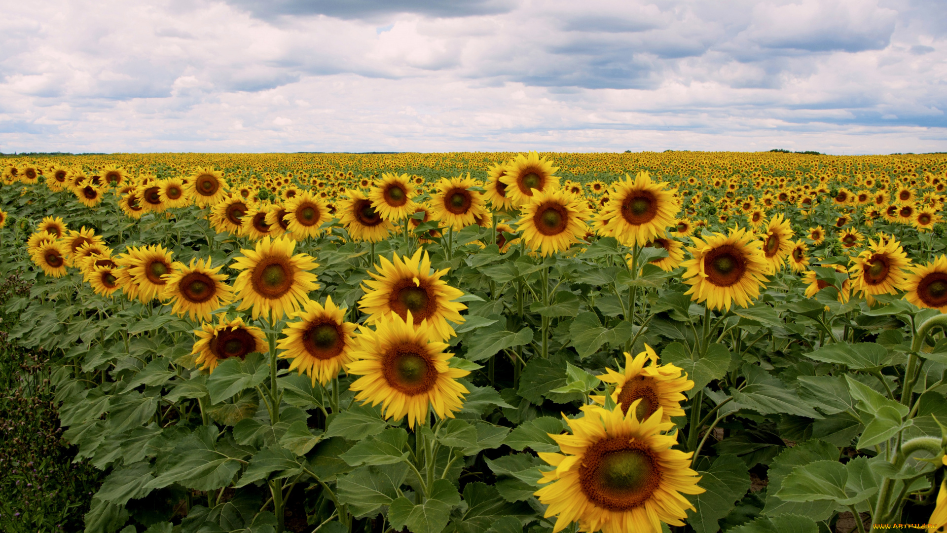 цветы, подсолнухи, цветение, подсолнух, листья