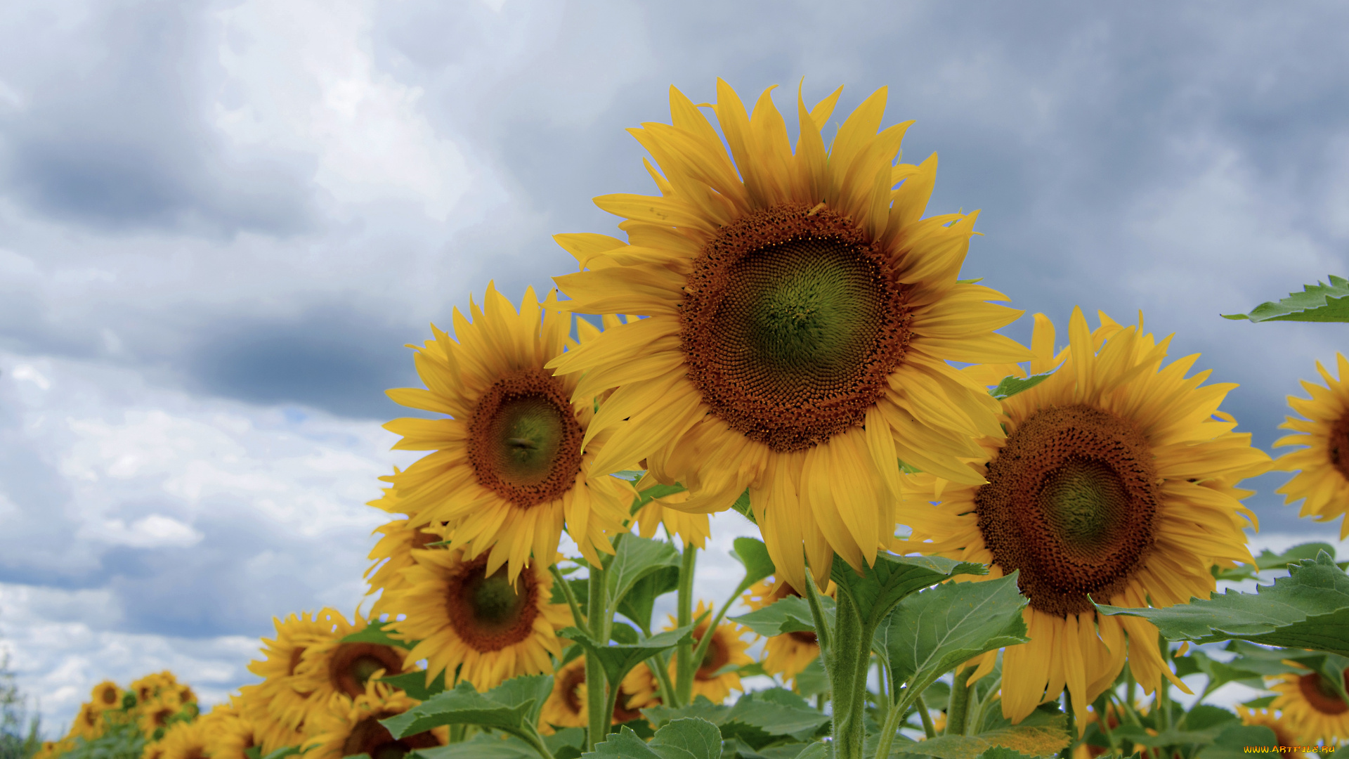 цветы, подсолнухи, подсолнух, цветение, ярко, лепестки