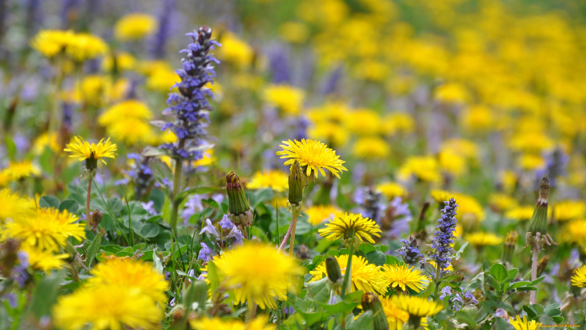 цветы, разные, вместе, разные, цветение, весна, поле