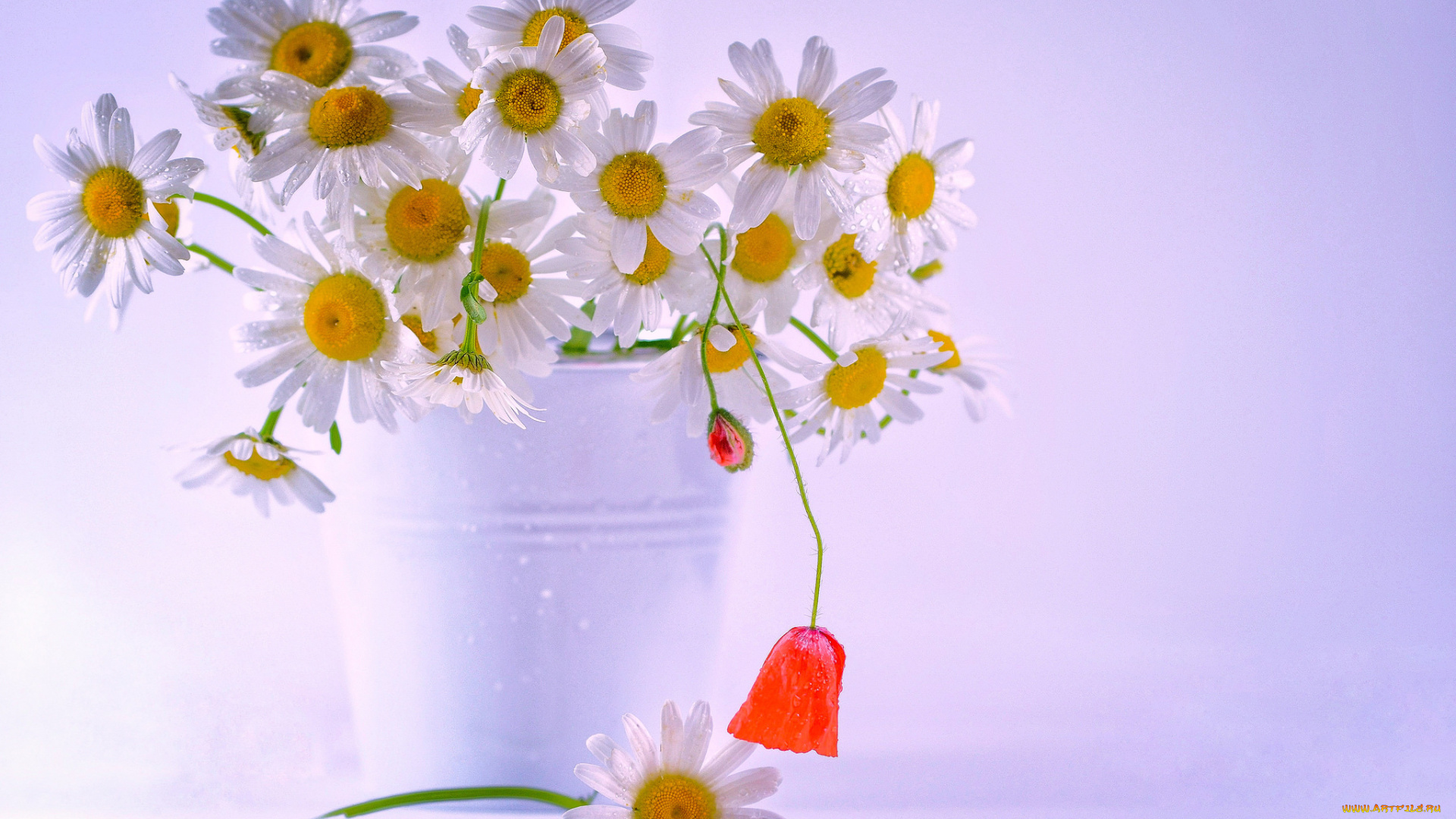 цветы, ромашки, ромашка, цветение, лепестки