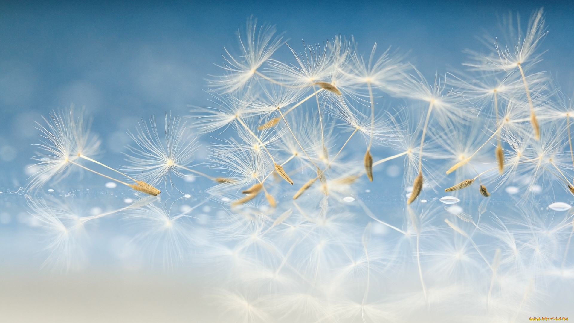 природа, макро, пушинки, легкий, одуванчик