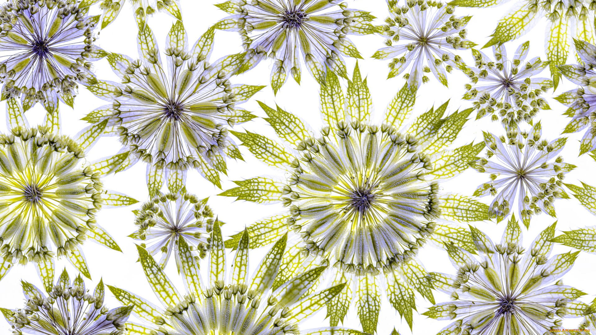 разное, текстуры, астрантия, лепестки, цветок