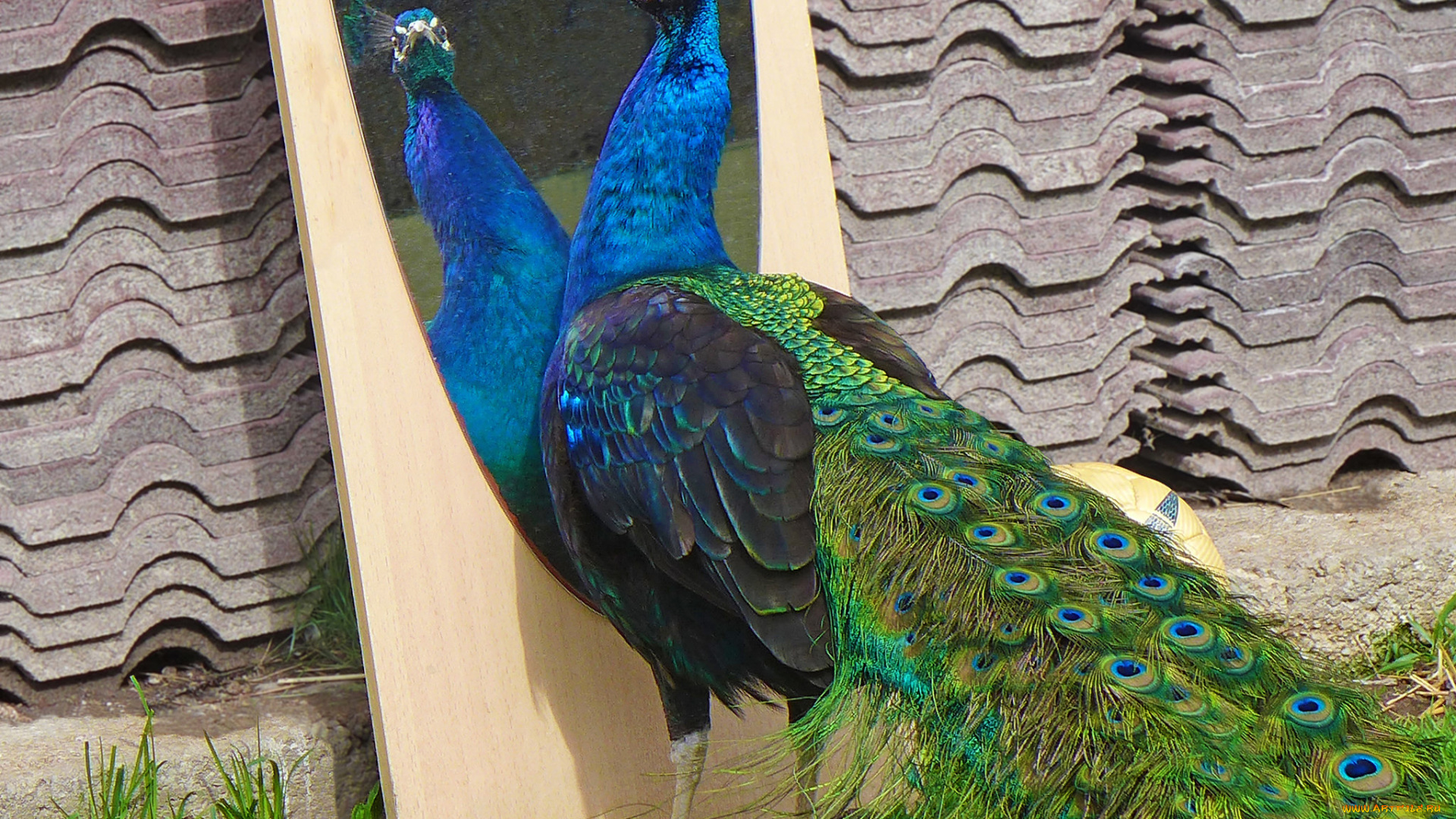 животные, павлины, цвета, перышки, окрас, павлин