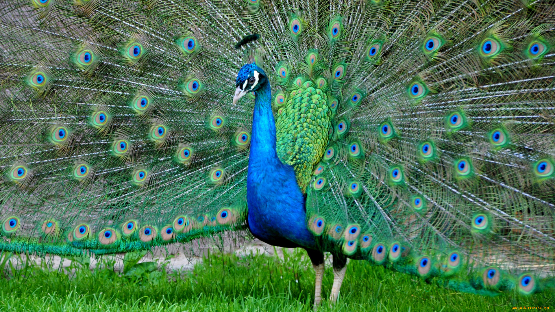 животные, павлины, птица, хвост, окрас, павлин, перья