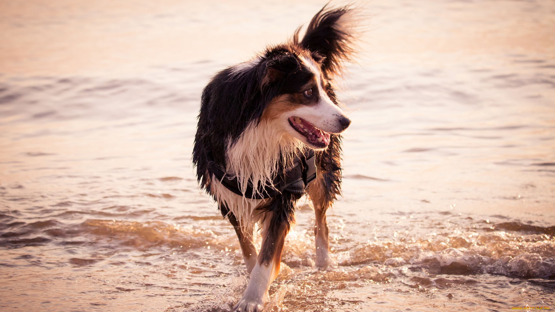 животные, собаки, друг, берег, море, собака