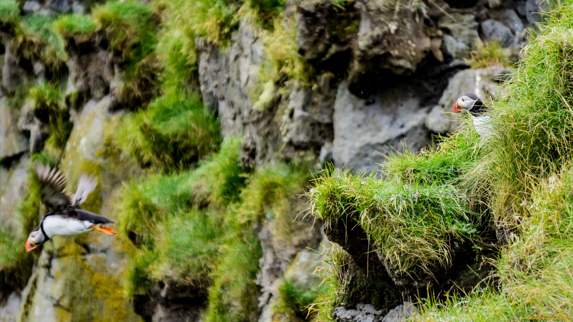 животные, тупики, окрас, перья, птица, тупик