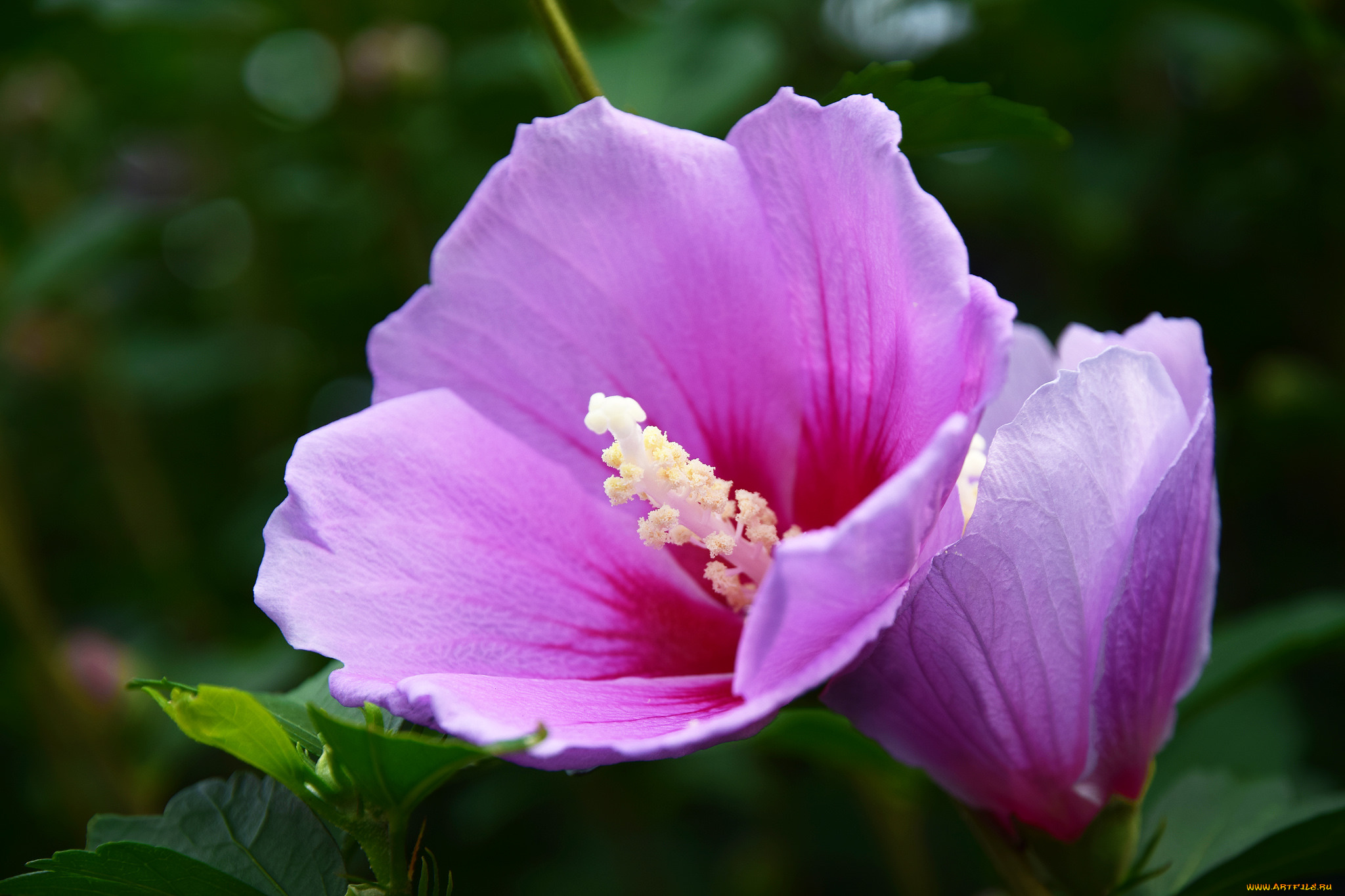 цветы, гибискусы, цветение, ярко, гибискус, тычинки, листики, лепестки