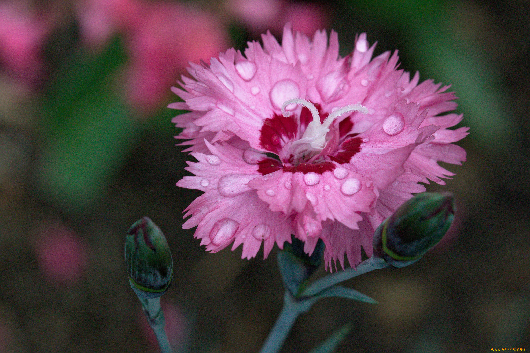 цветы, гвоздики, цветок, цветение, гвоздика, лепестки