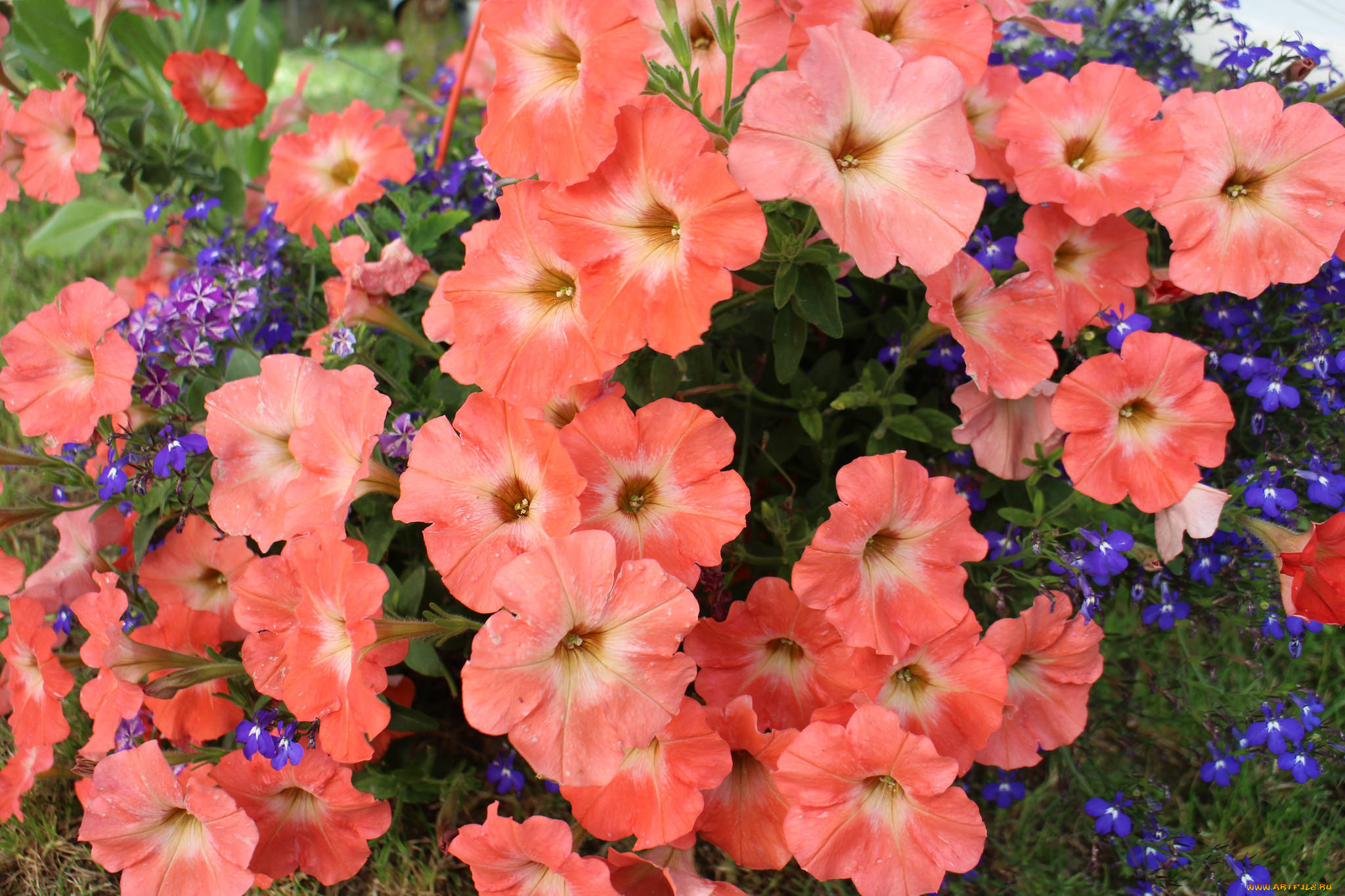 цветы, петунии, , калибрахоа, нежность, цветение, калибрахоа, бутон, петуния