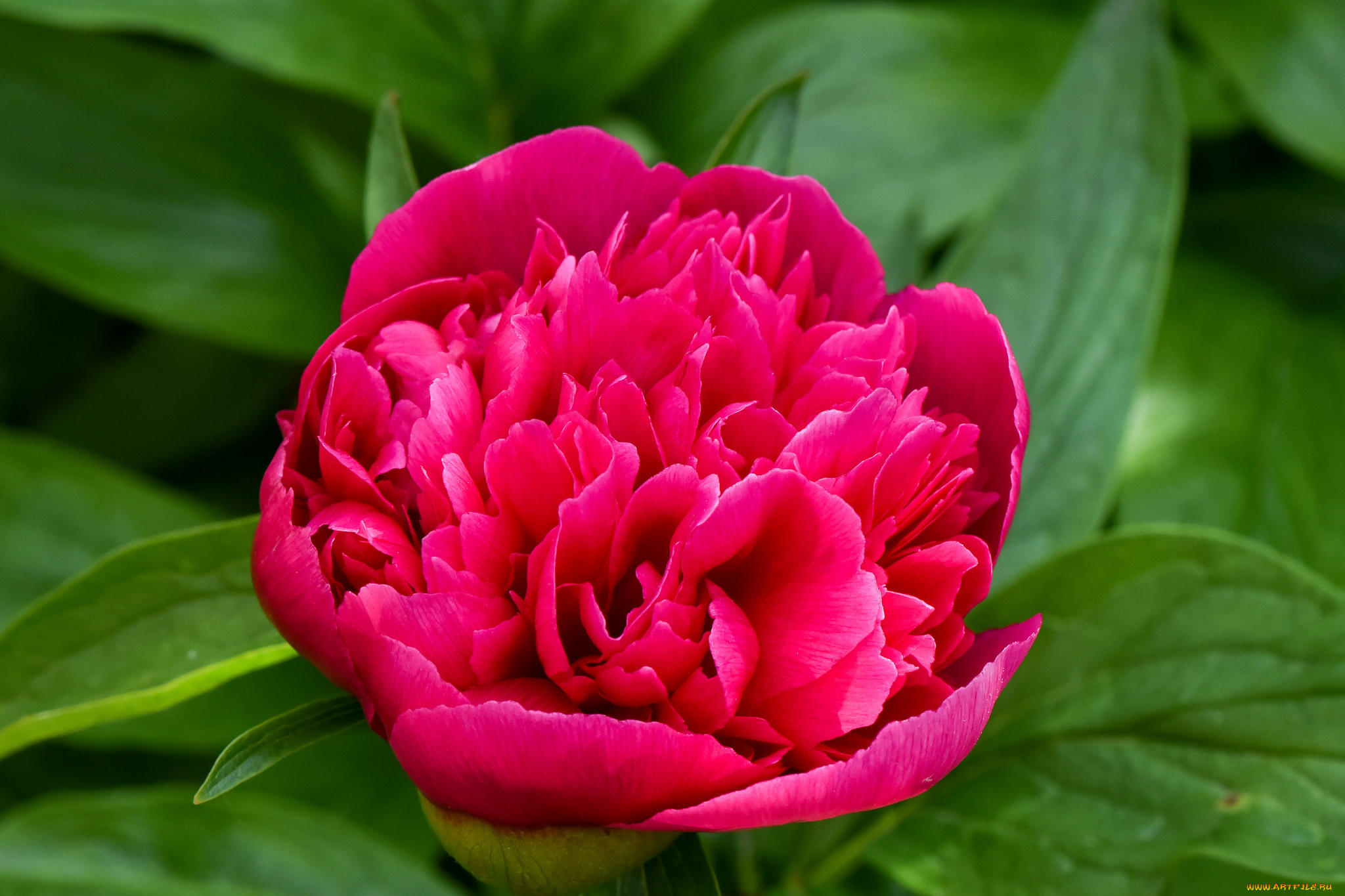 цветы, пионы, пион, бутон, лепестки, листья, цветение