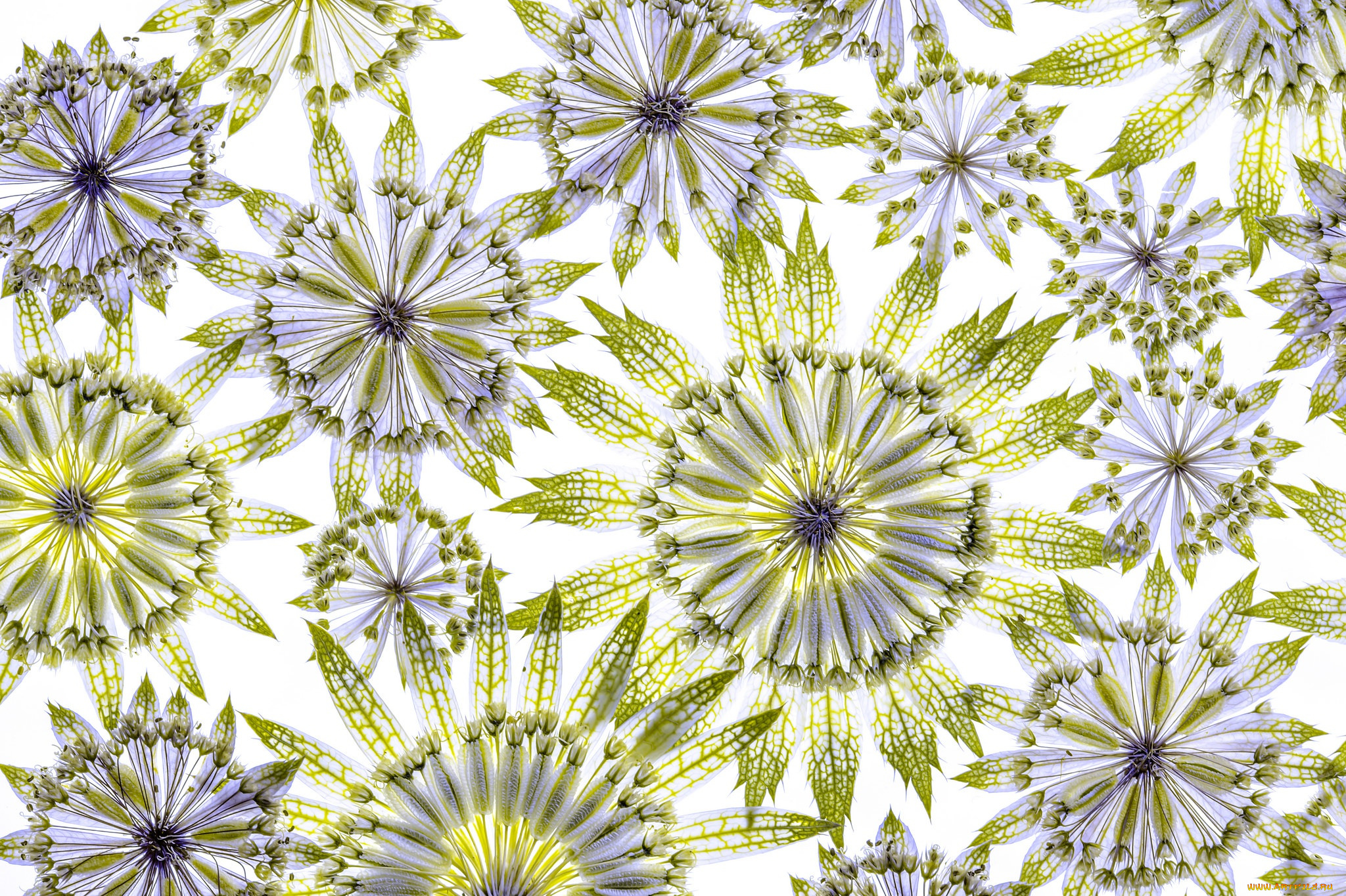 разное, текстуры, астрантия, лепестки, цветок