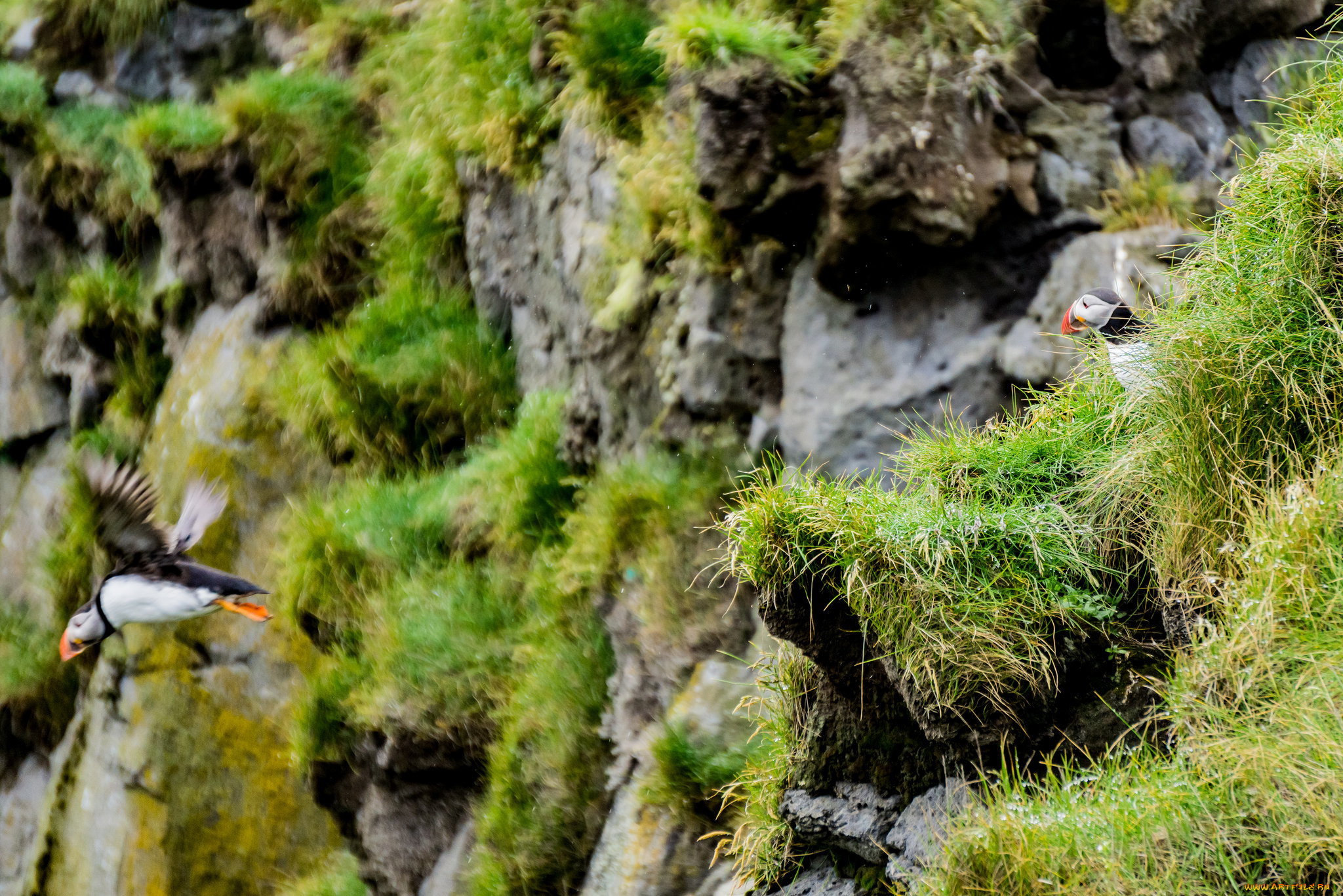 животные, тупики, окрас, перья, птица, тупик