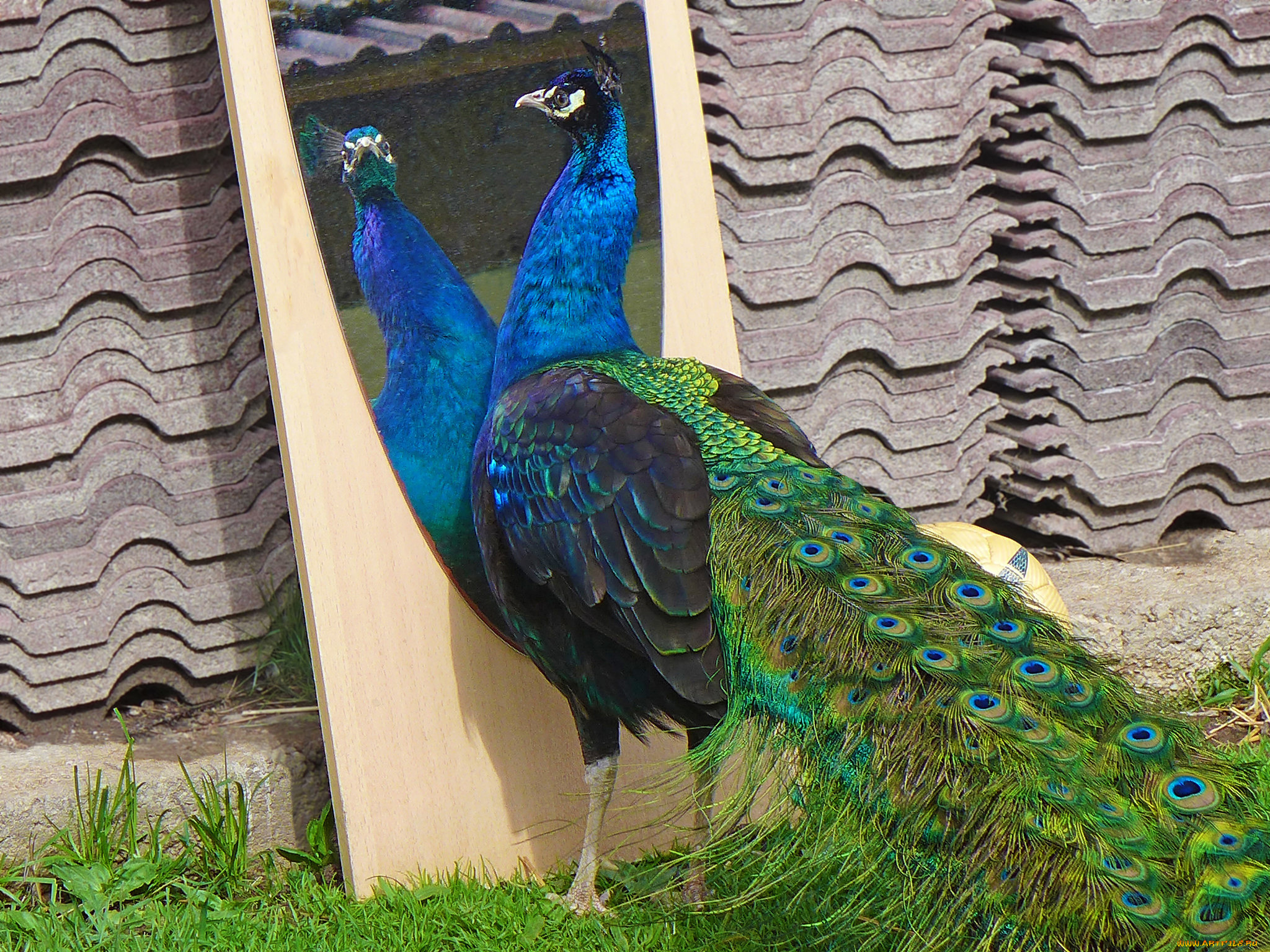 животные, павлины, цвета, перышки, окрас, павлин