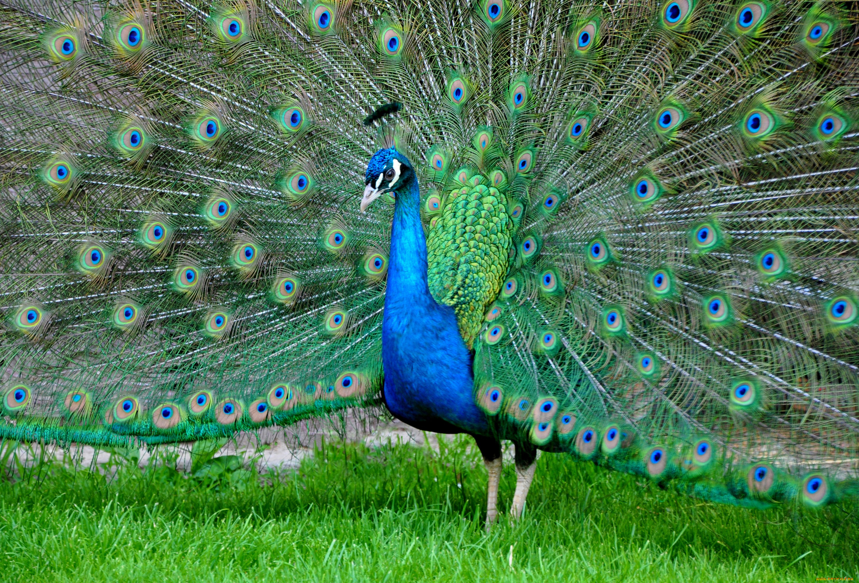 животные, павлины, птица, хвост, окрас, павлин, перья