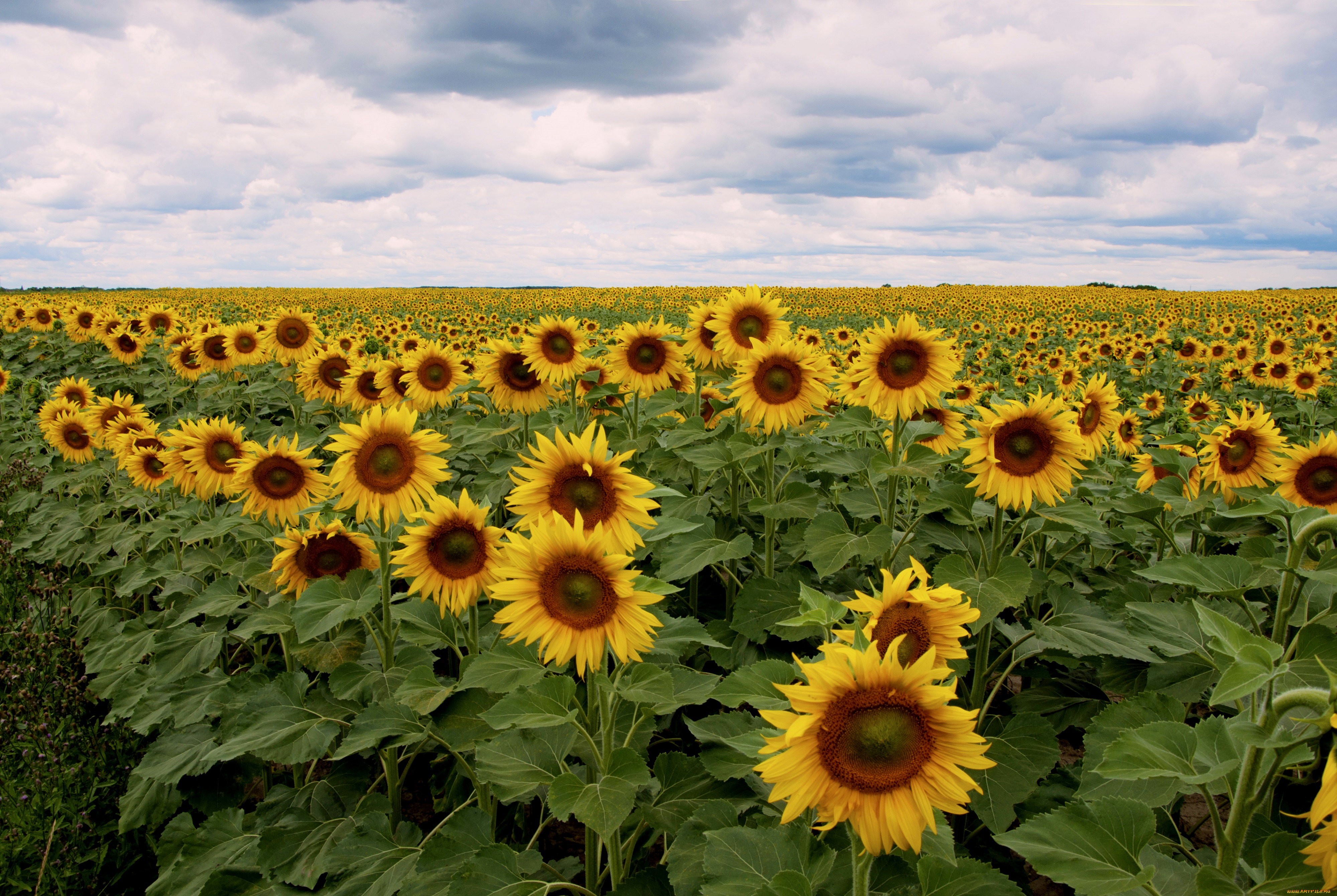 цветы, подсолнухи, цветение, подсолнух, листья