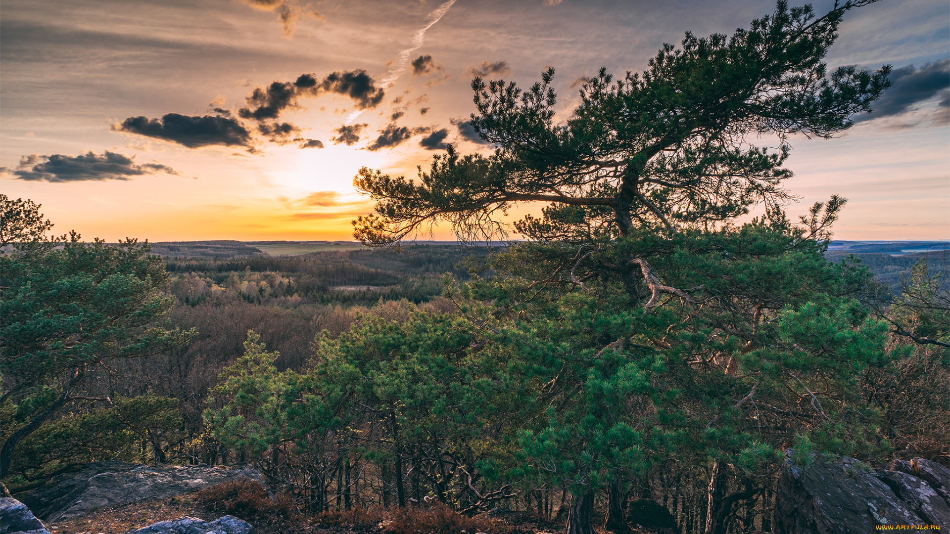 природа, деревья, простор