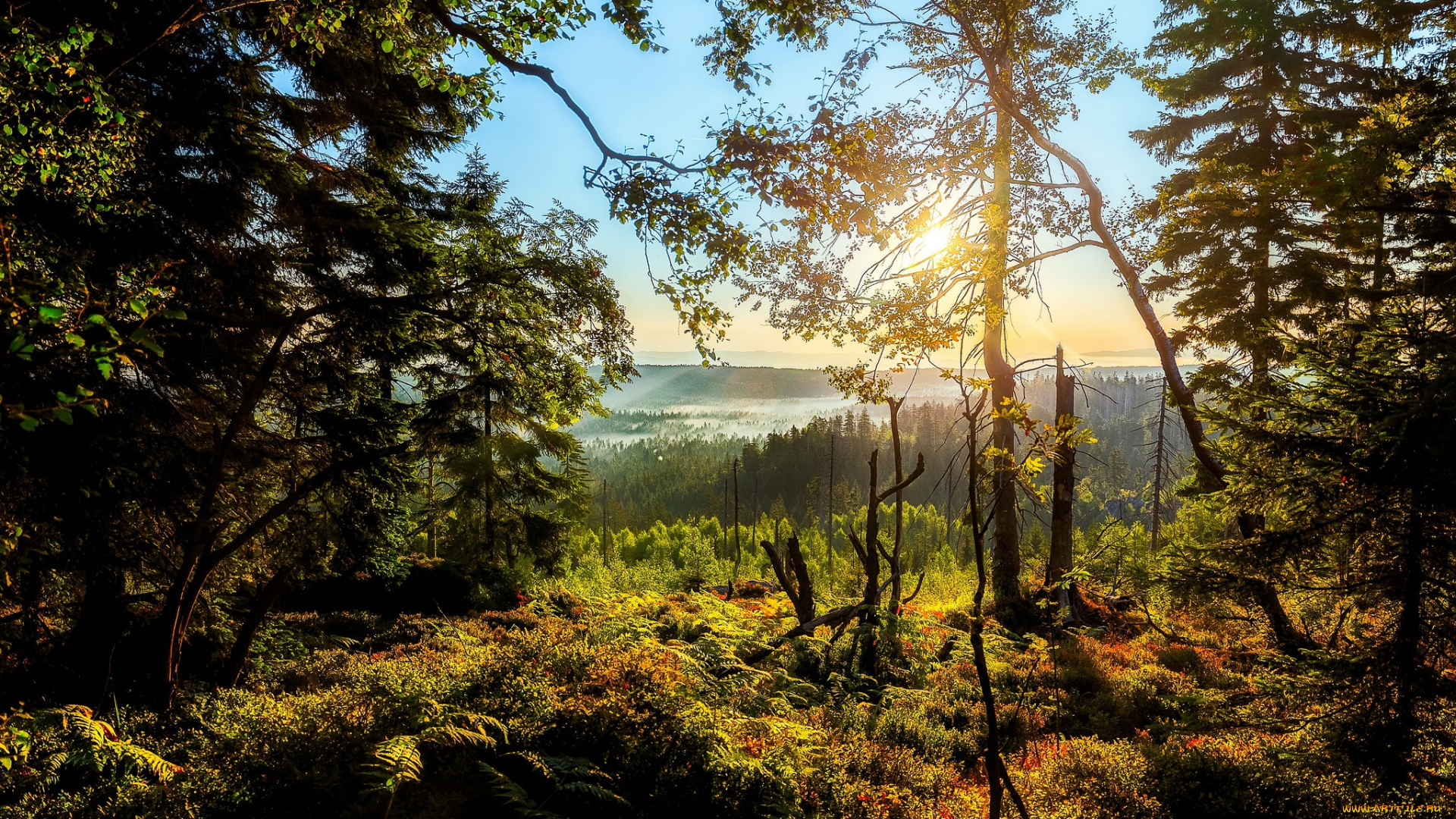 природа, лес, простор