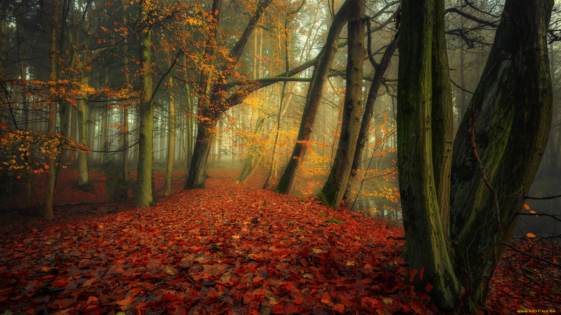 природа, лес, простор